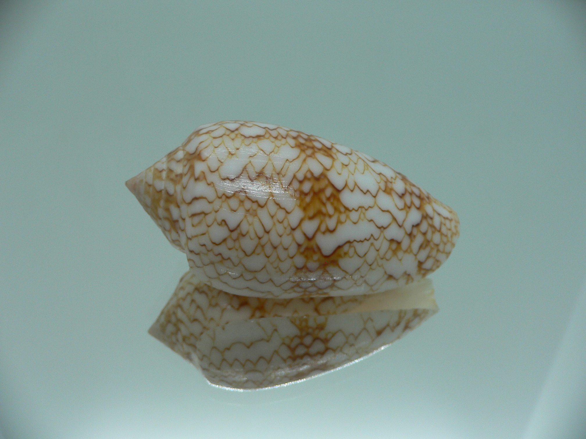 Conus textile aquata (var.)