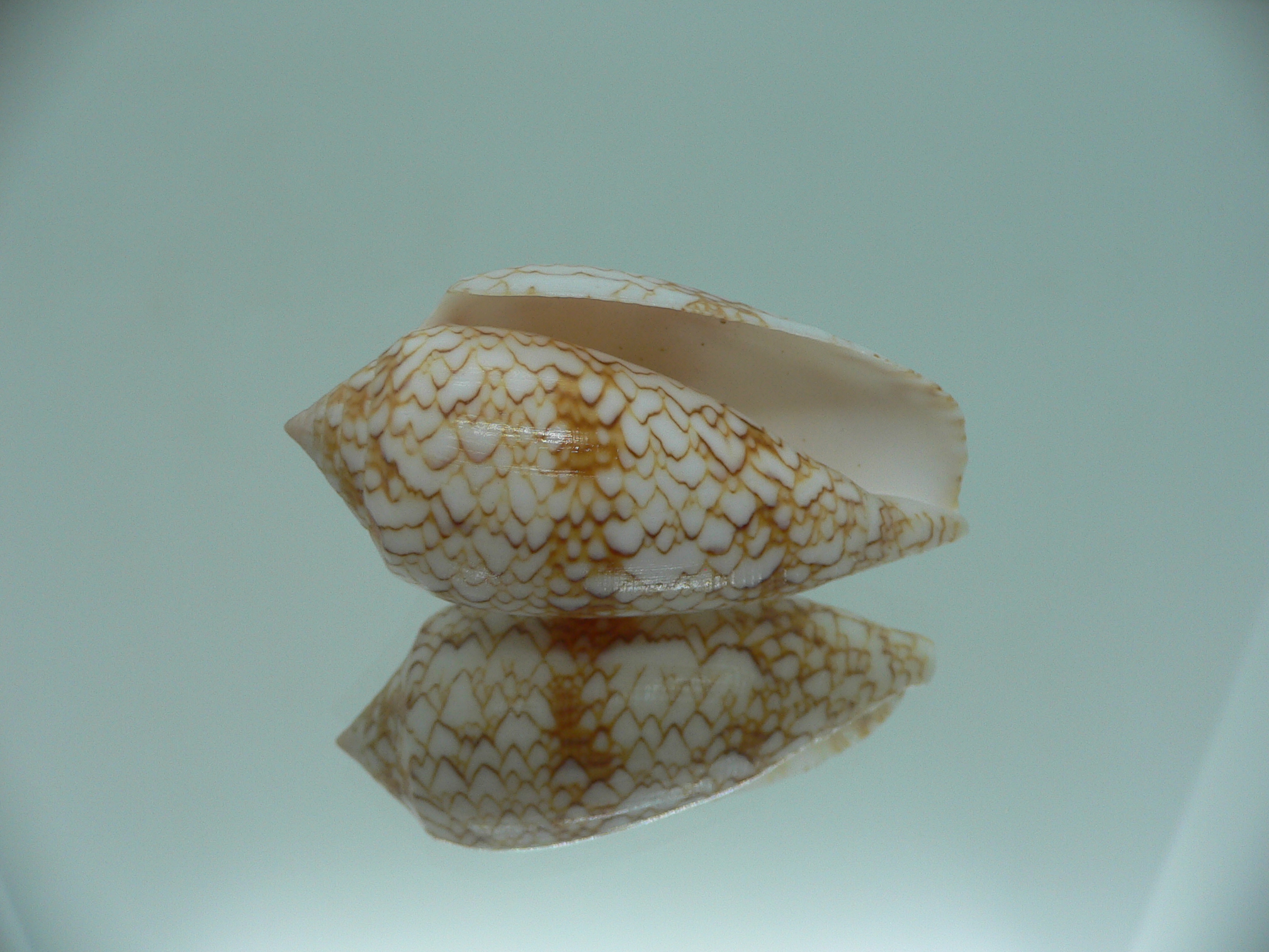 Conus textile aquata (var.)