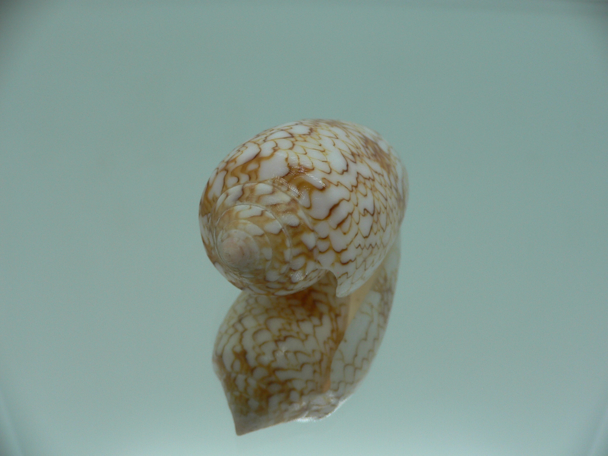 Conus textile aquata (var.)