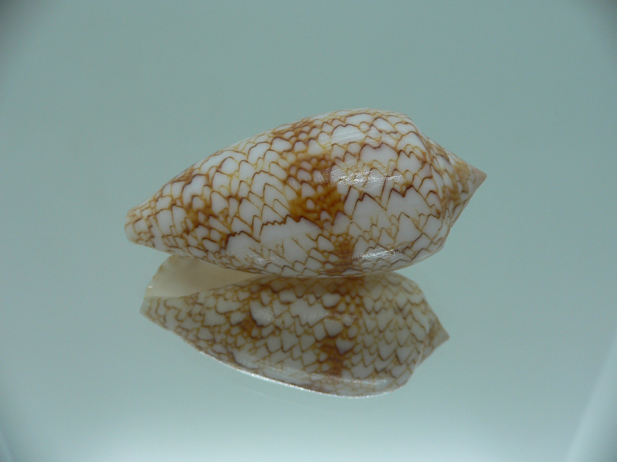 Conus textile aquata (var.)