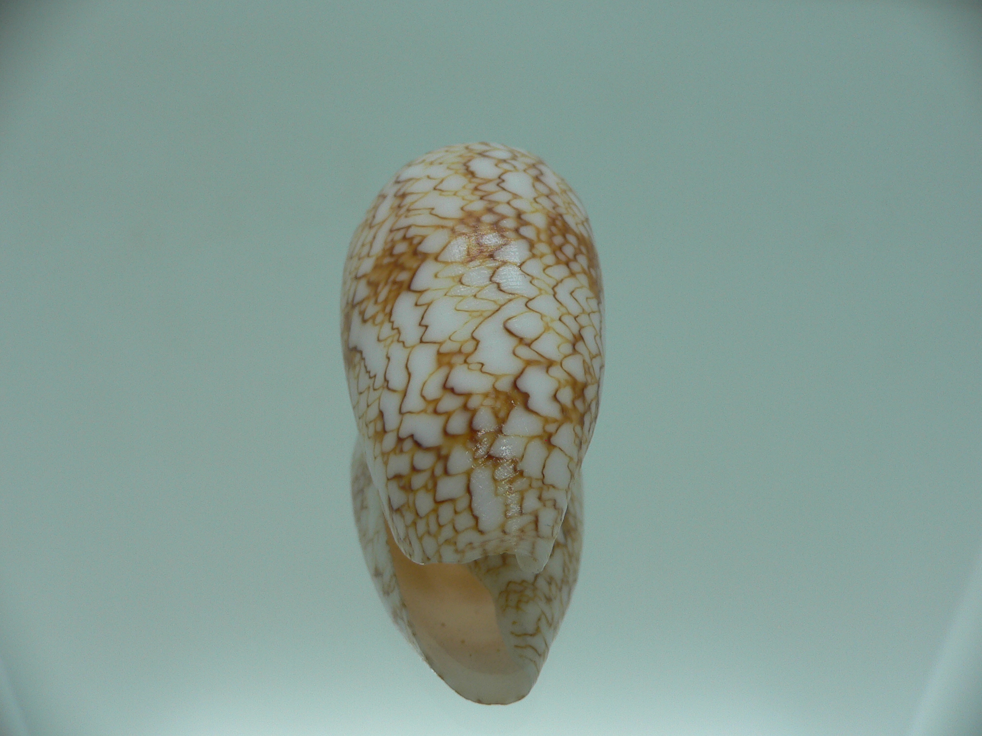 Conus textile aquata (var.)