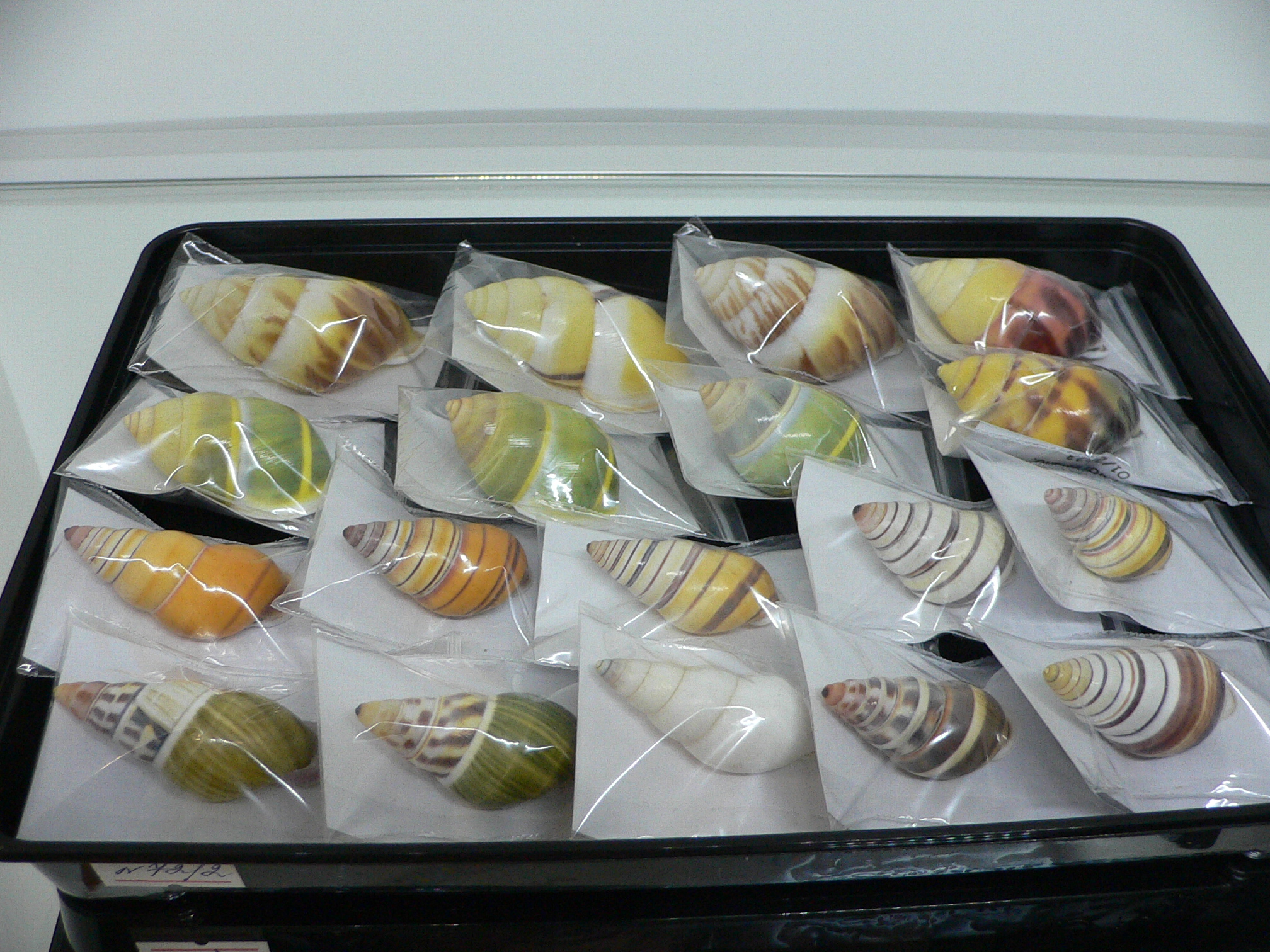 Amphidromus pamabbasae GREEN & MOTLEY