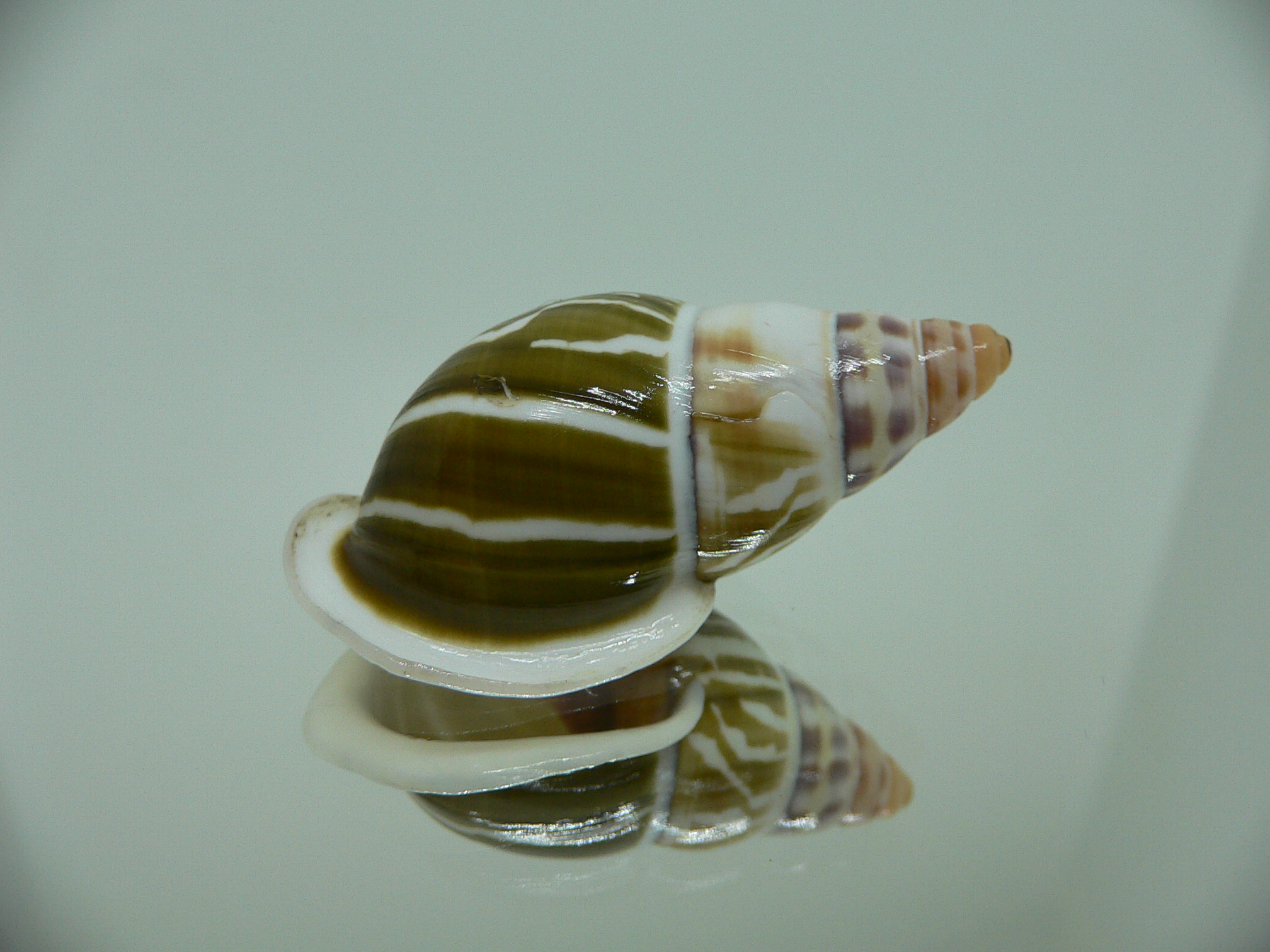 Amphidromus pamabbasae GREEN & MOTLEY