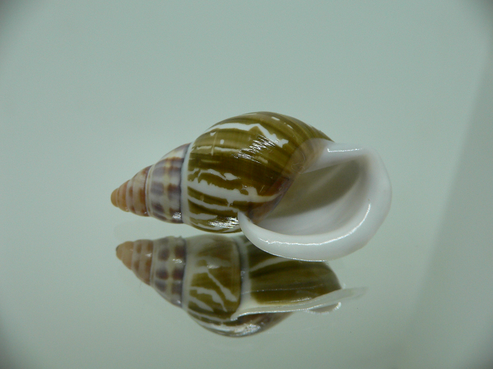 Amphidromus pamabbasae GREEN & MOTLEY