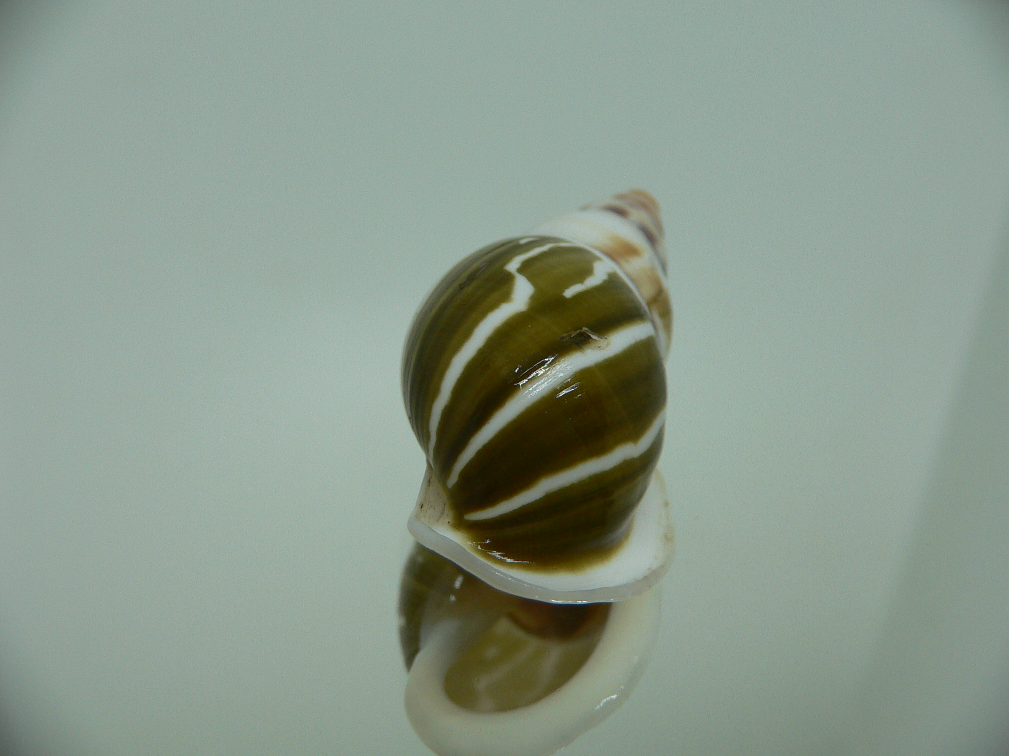 Amphidromus pamabbasae GREEN & MOTLEY