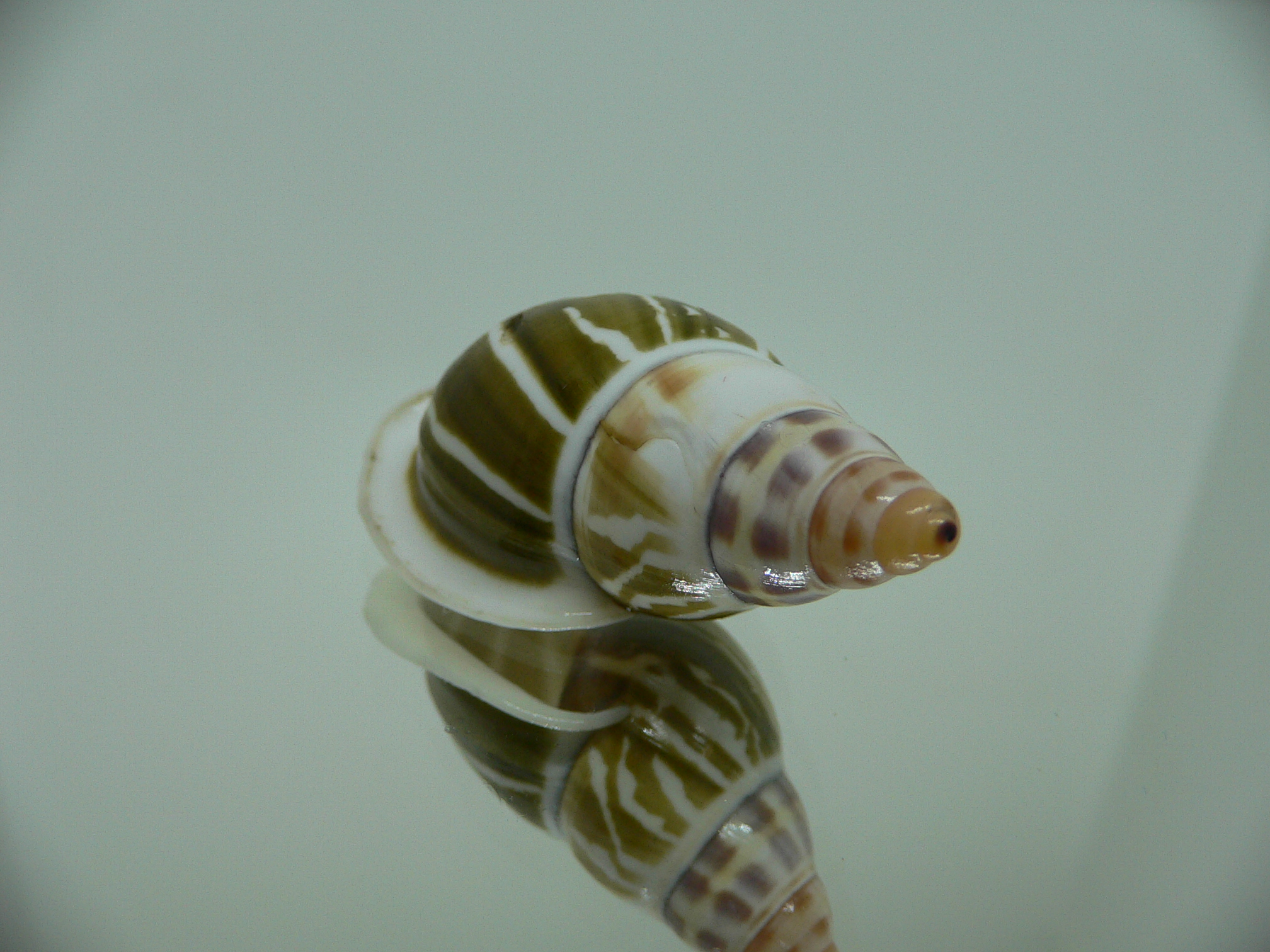 Amphidromus pamabbasae GREEN & MOTLEY