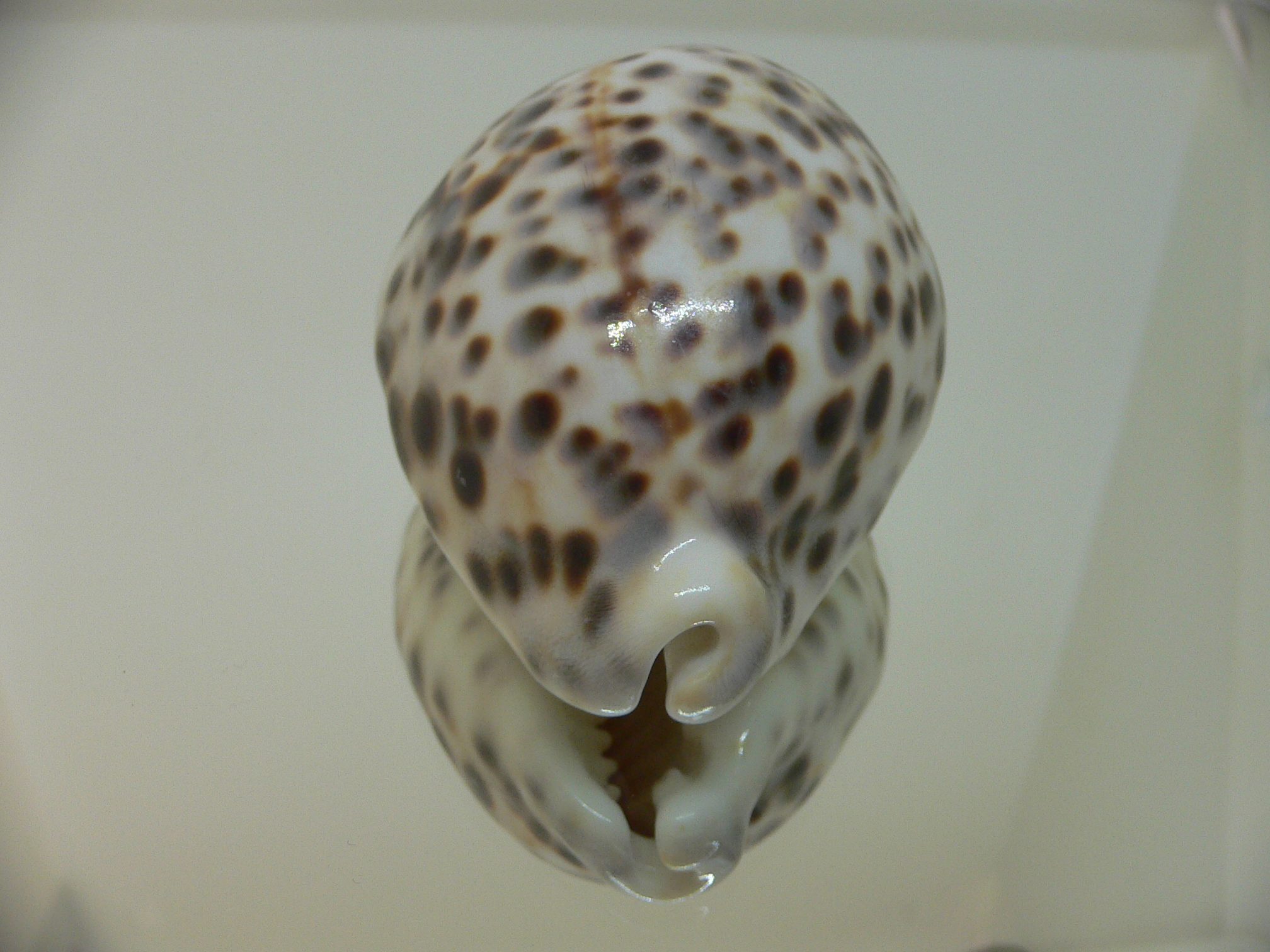 Cypraea tigris tigris