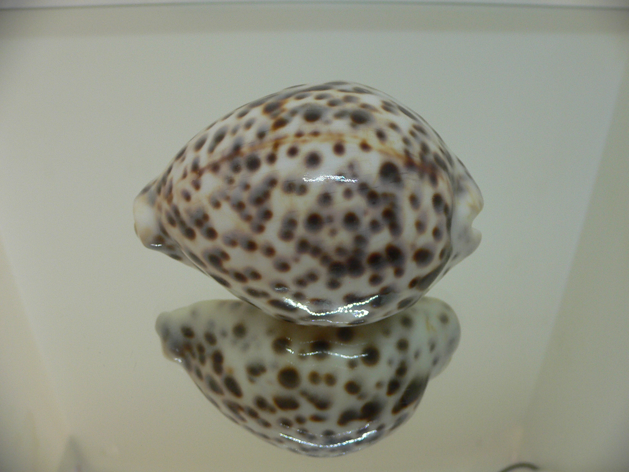 Cypraea tigris tigris