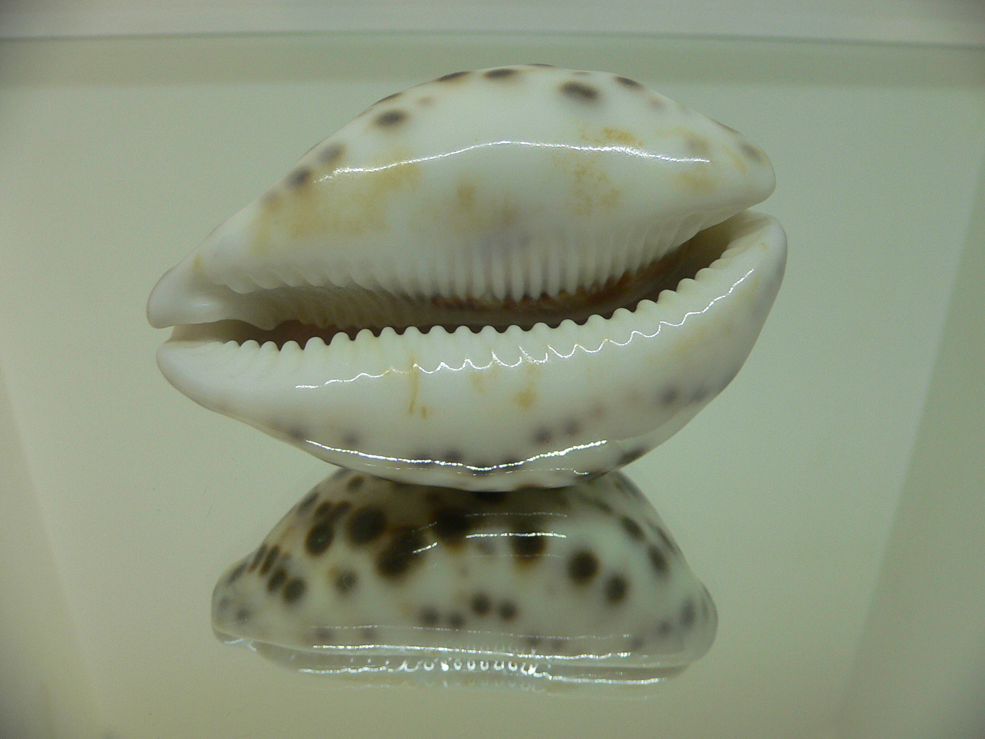 Cypraea tigris tigris