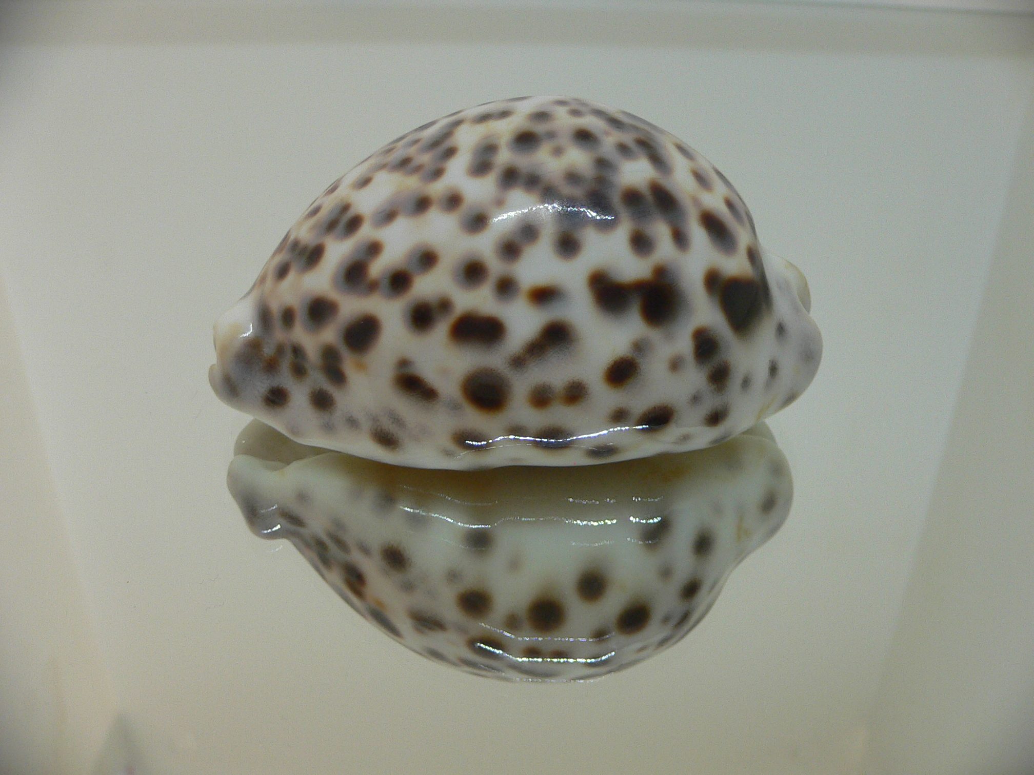 Cypraea tigris tigris