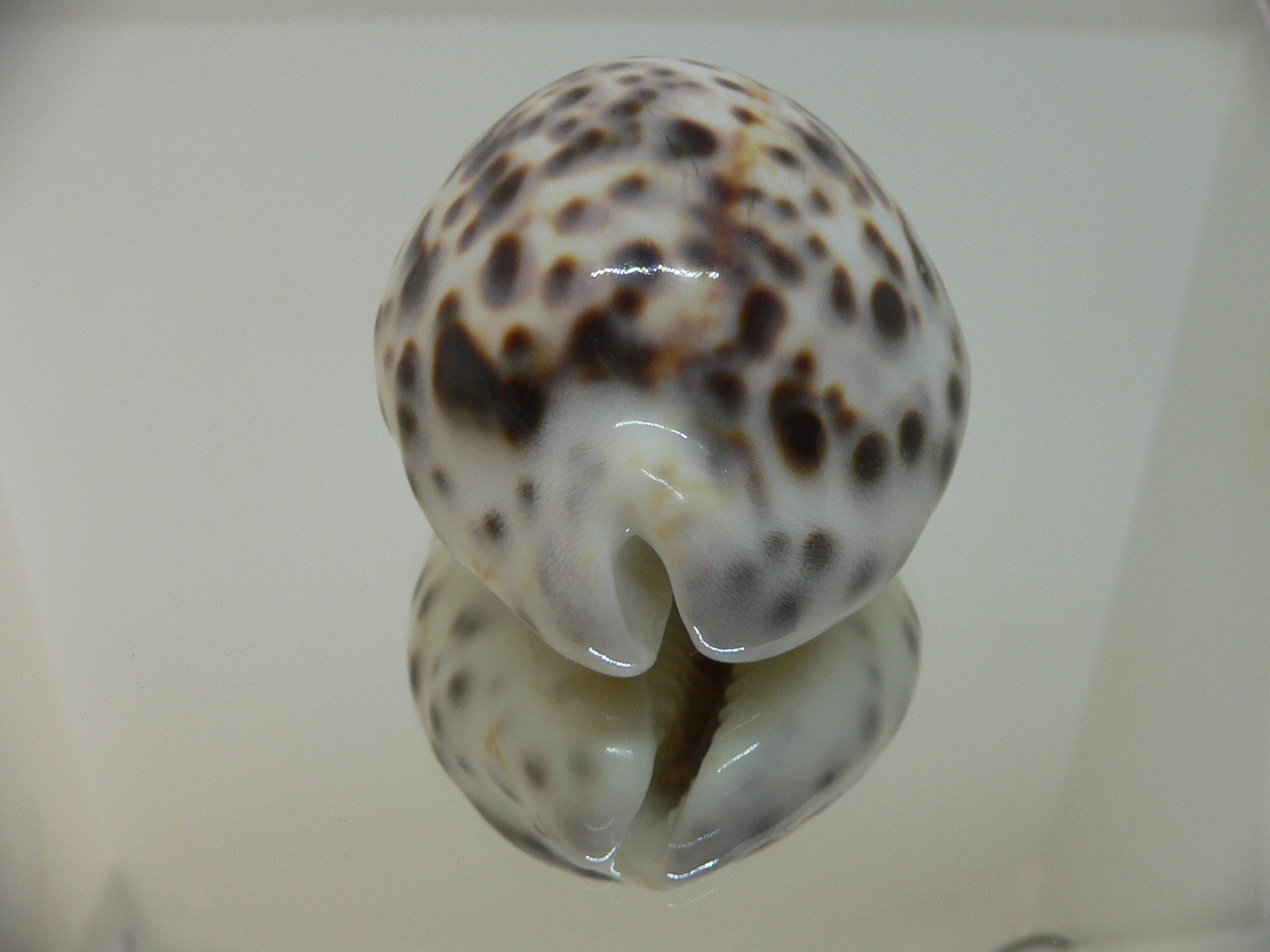 Cypraea tigris tigris