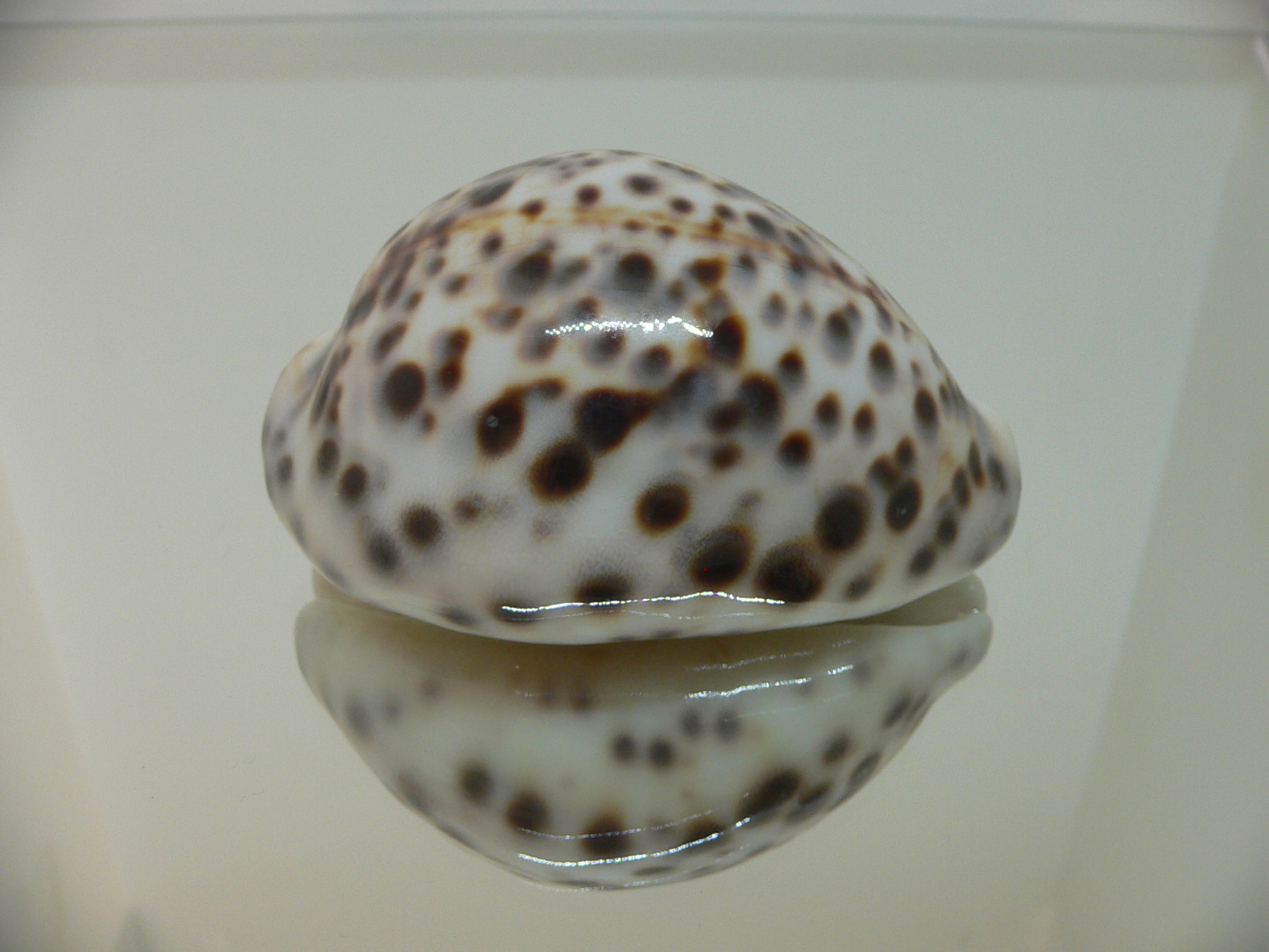 Cypraea tigris tigris