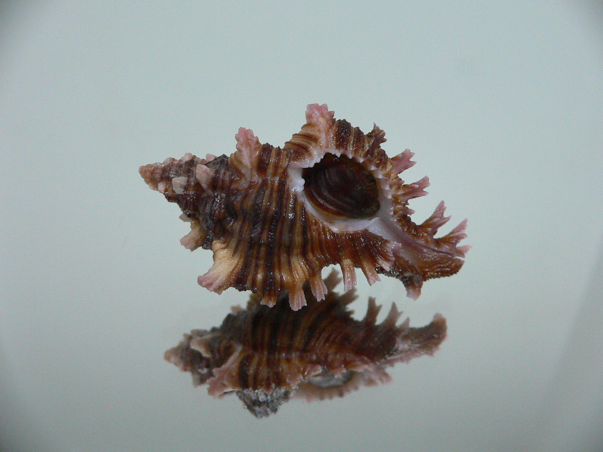 Chicoreus maurus IDEAL