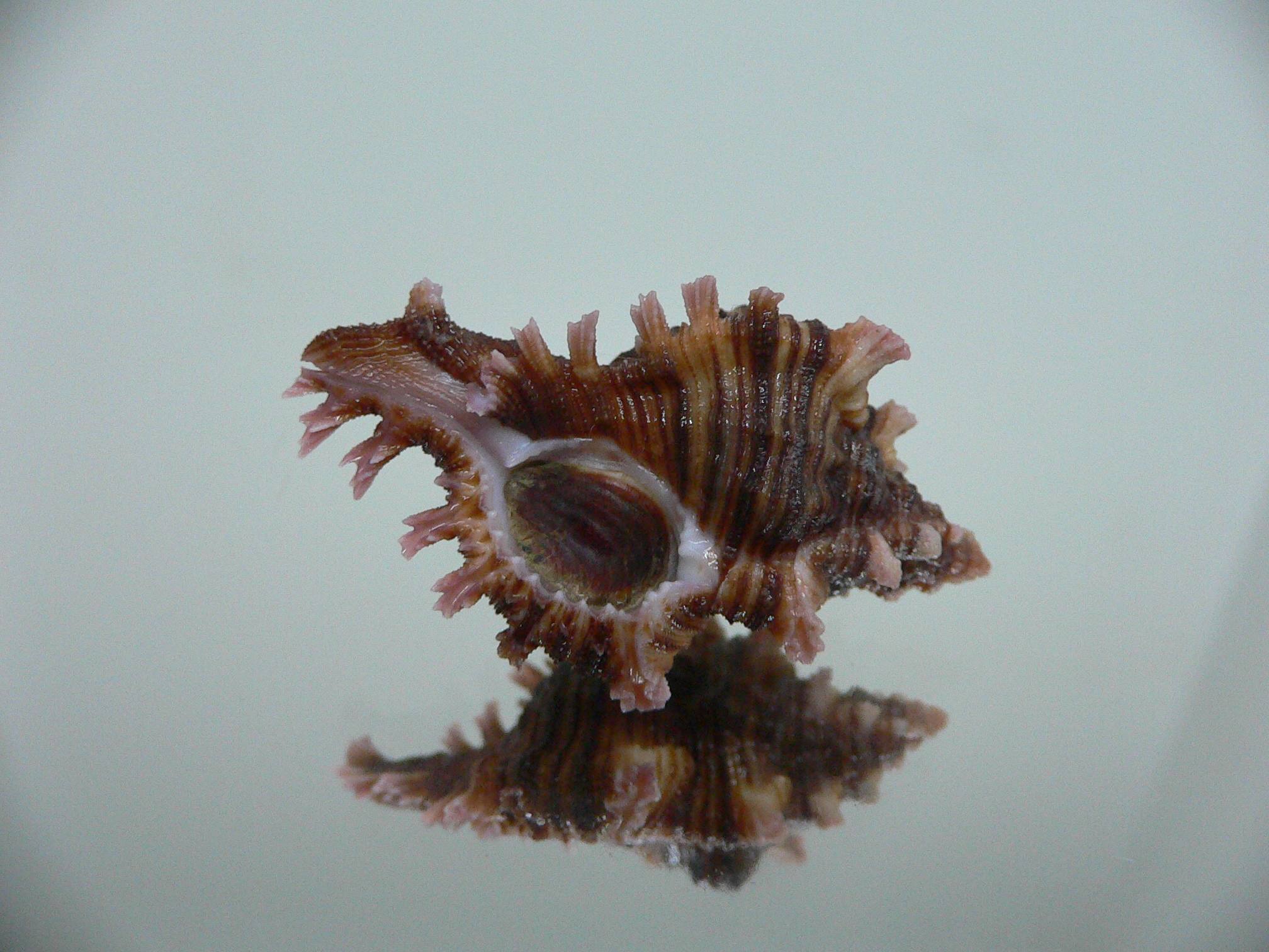 Chicoreus maurus IDEAL