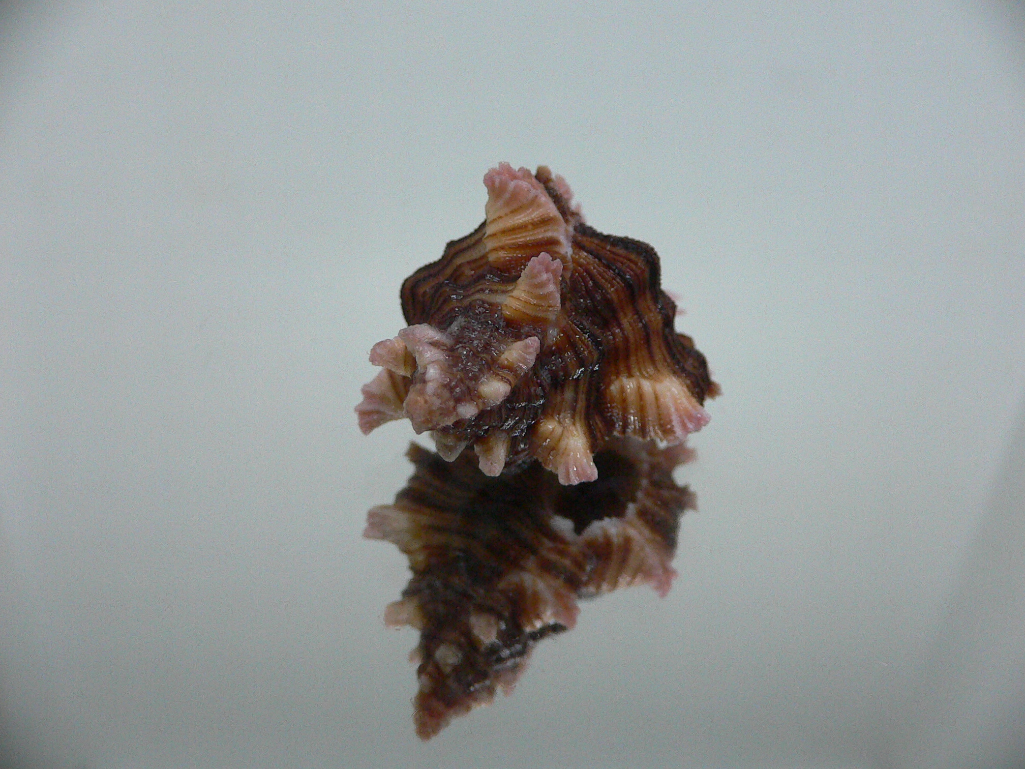 Chicoreus maurus IDEAL