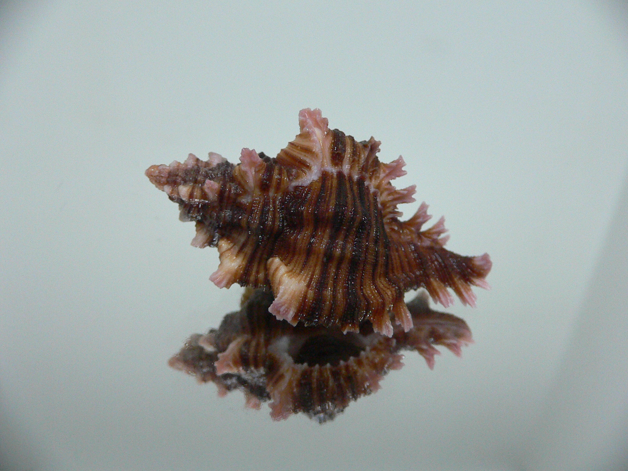 Chicoreus maurus IDEAL