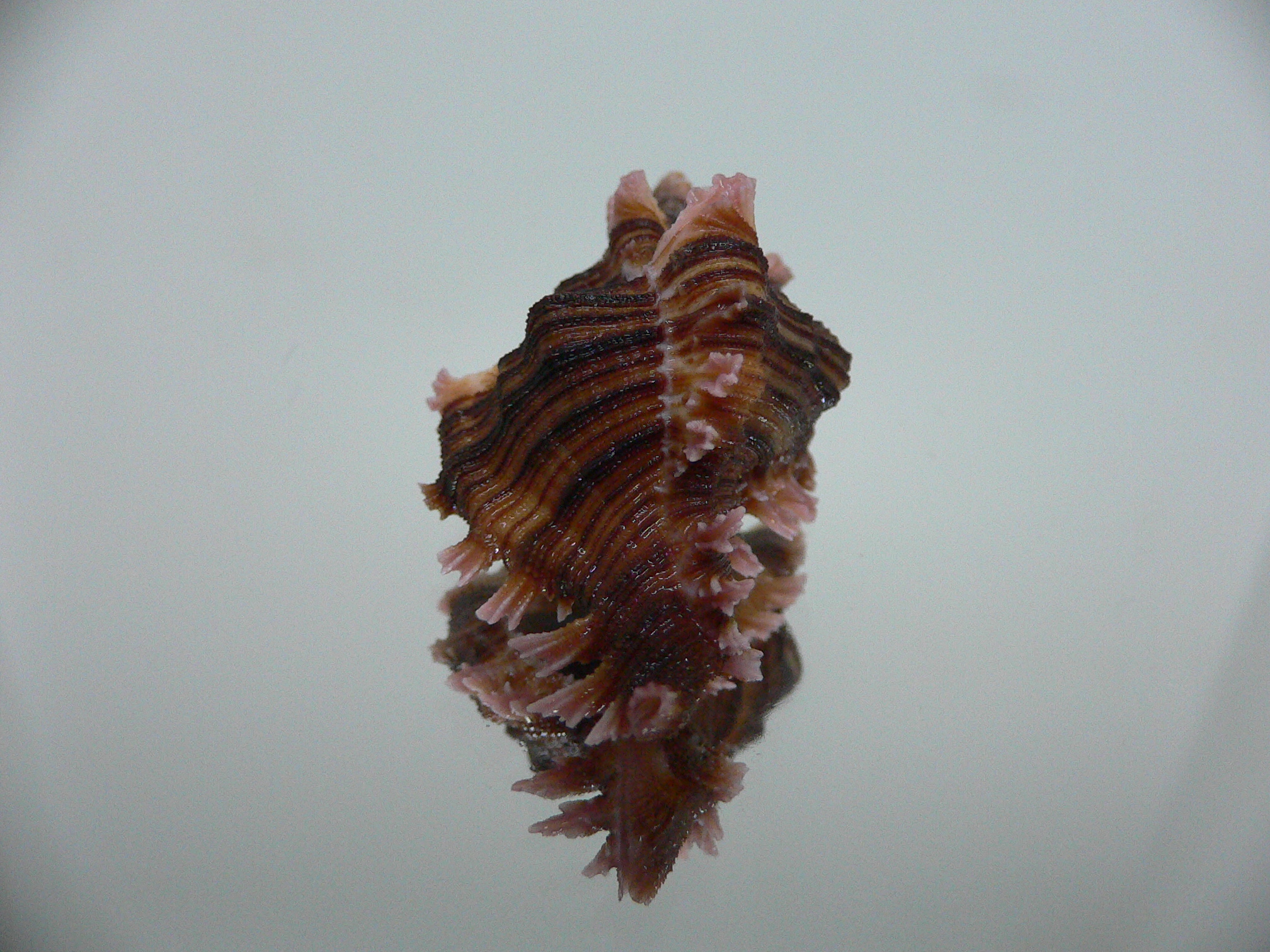 Chicoreus maurus IDEAL