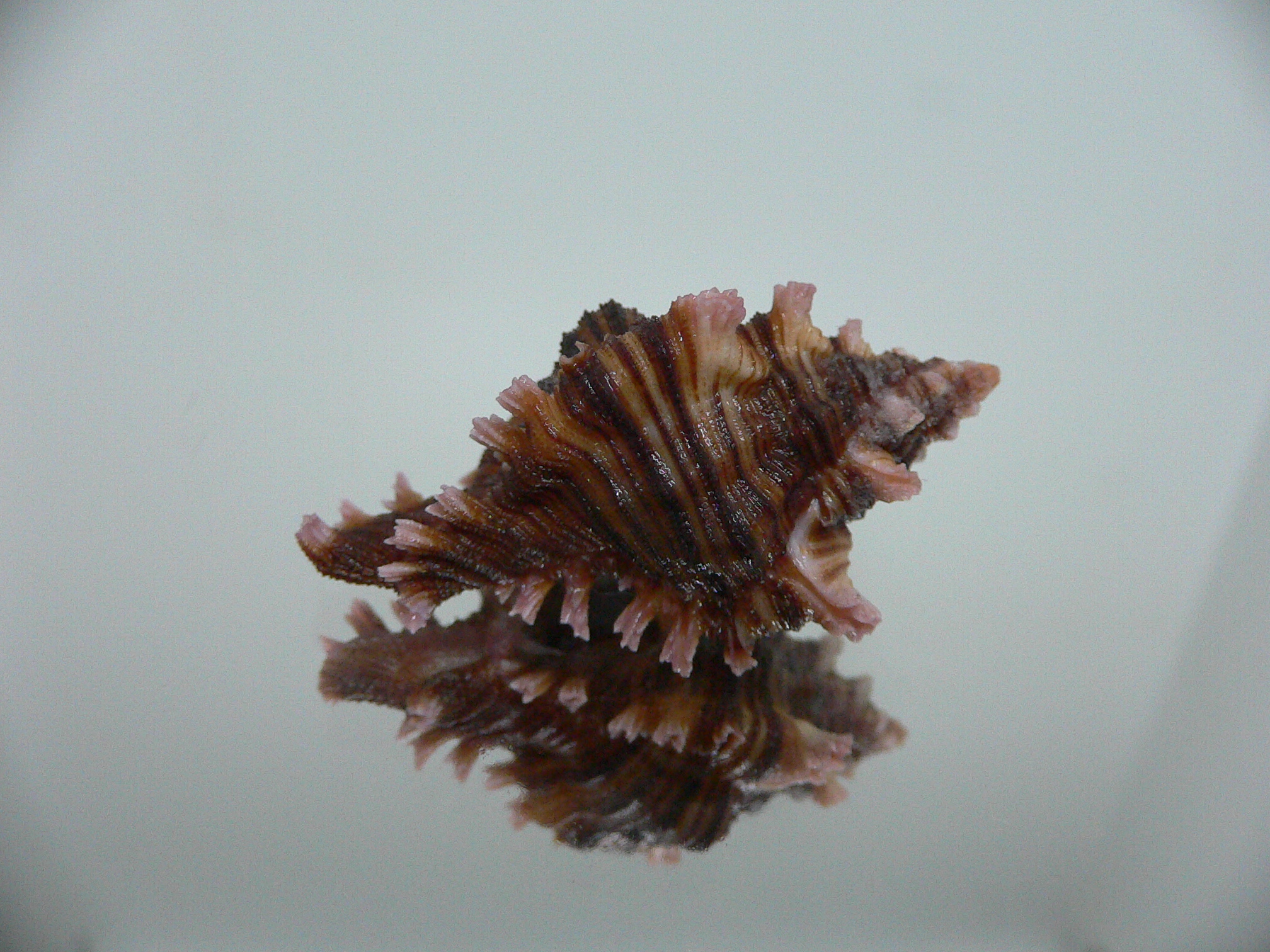 Chicoreus maurus IDEAL