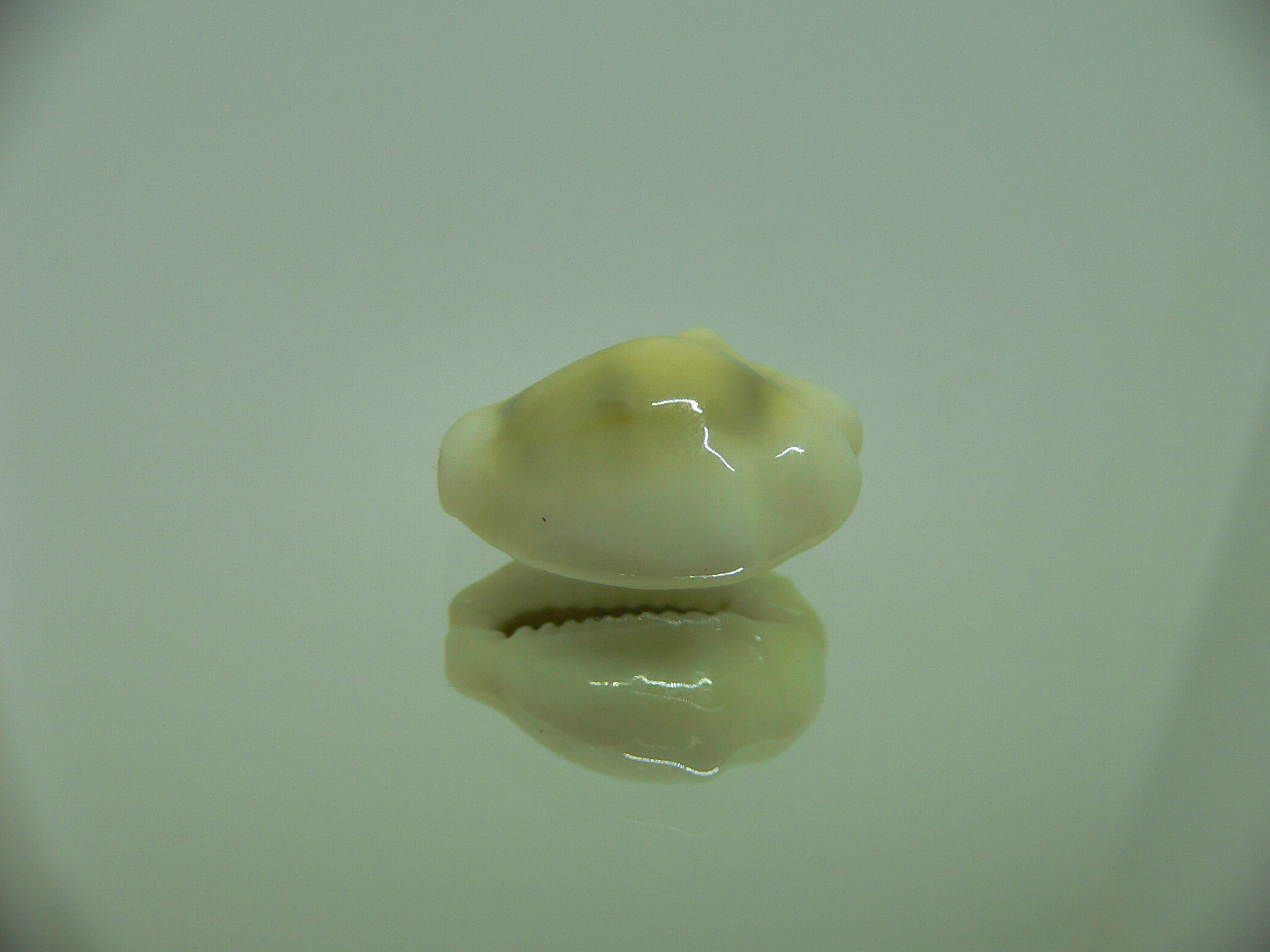 Cypraea moneta tuberculosa (var.) 4