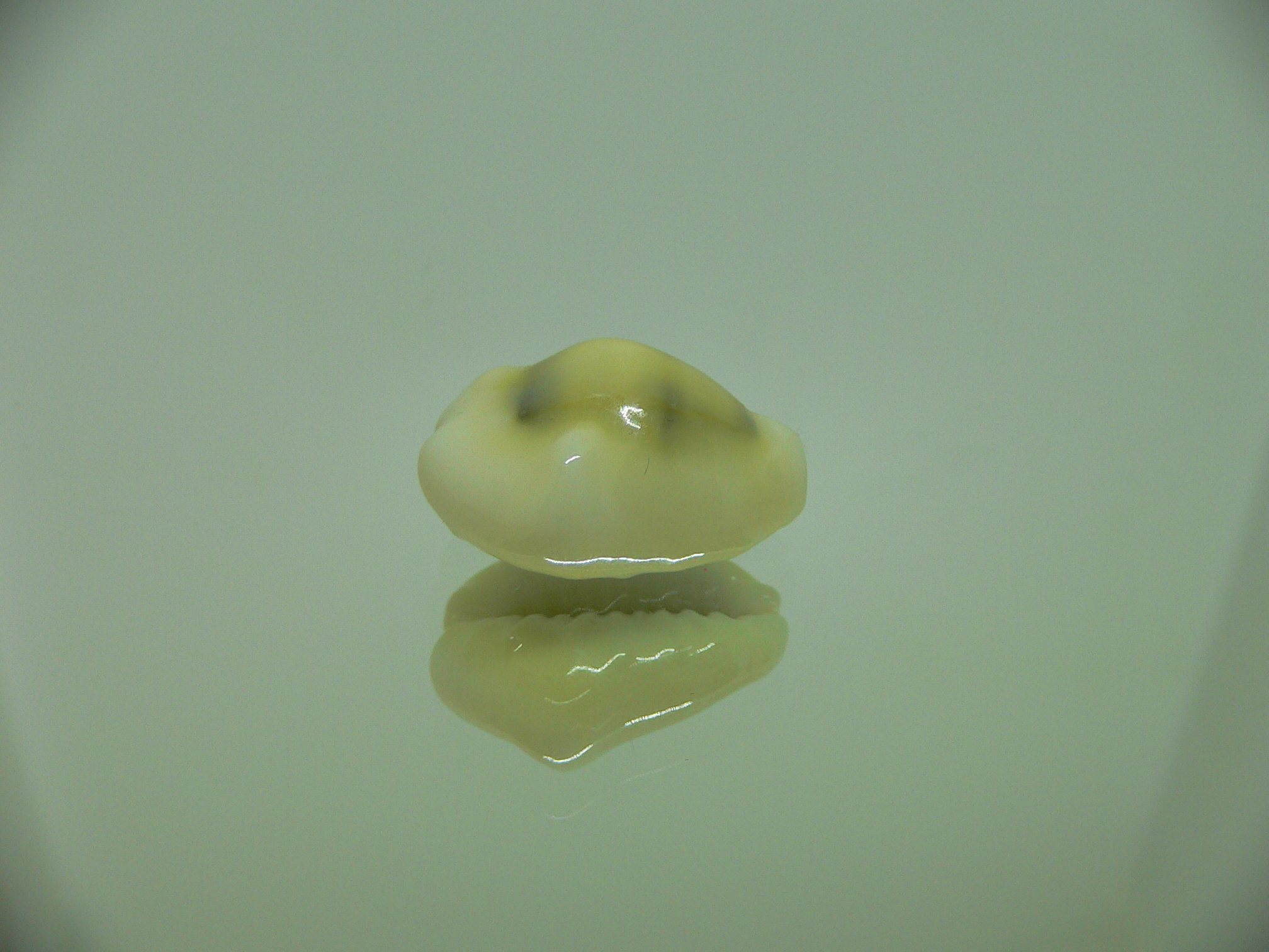 Cypraea moneta tuberculosa (var.) 4