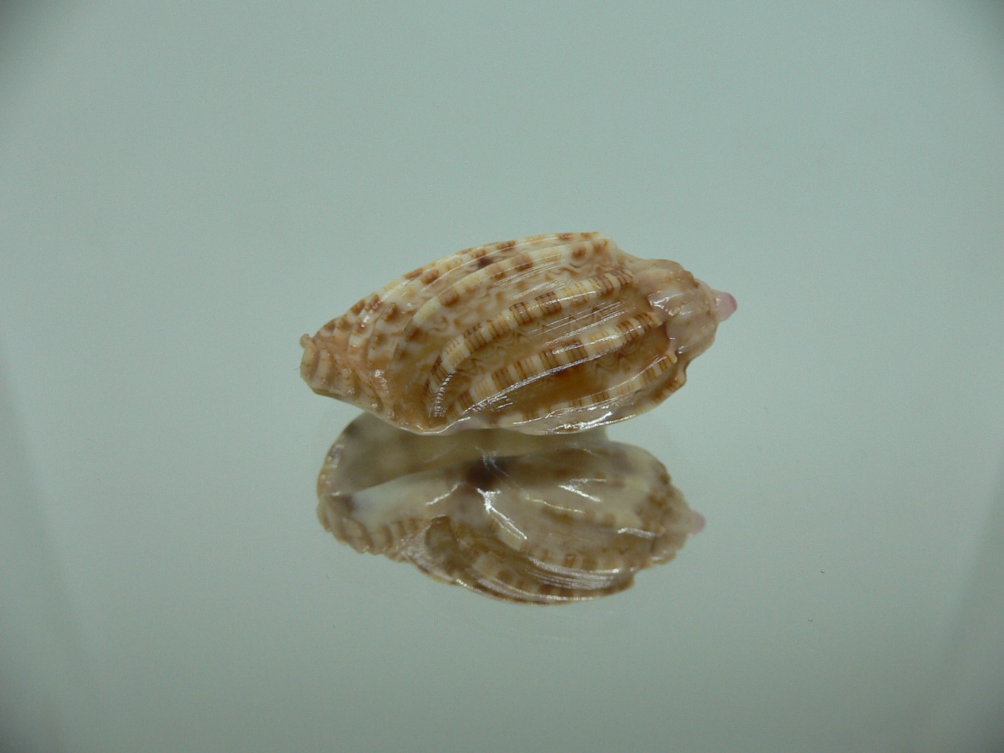 Harpa amouretta COLOR DWARF
