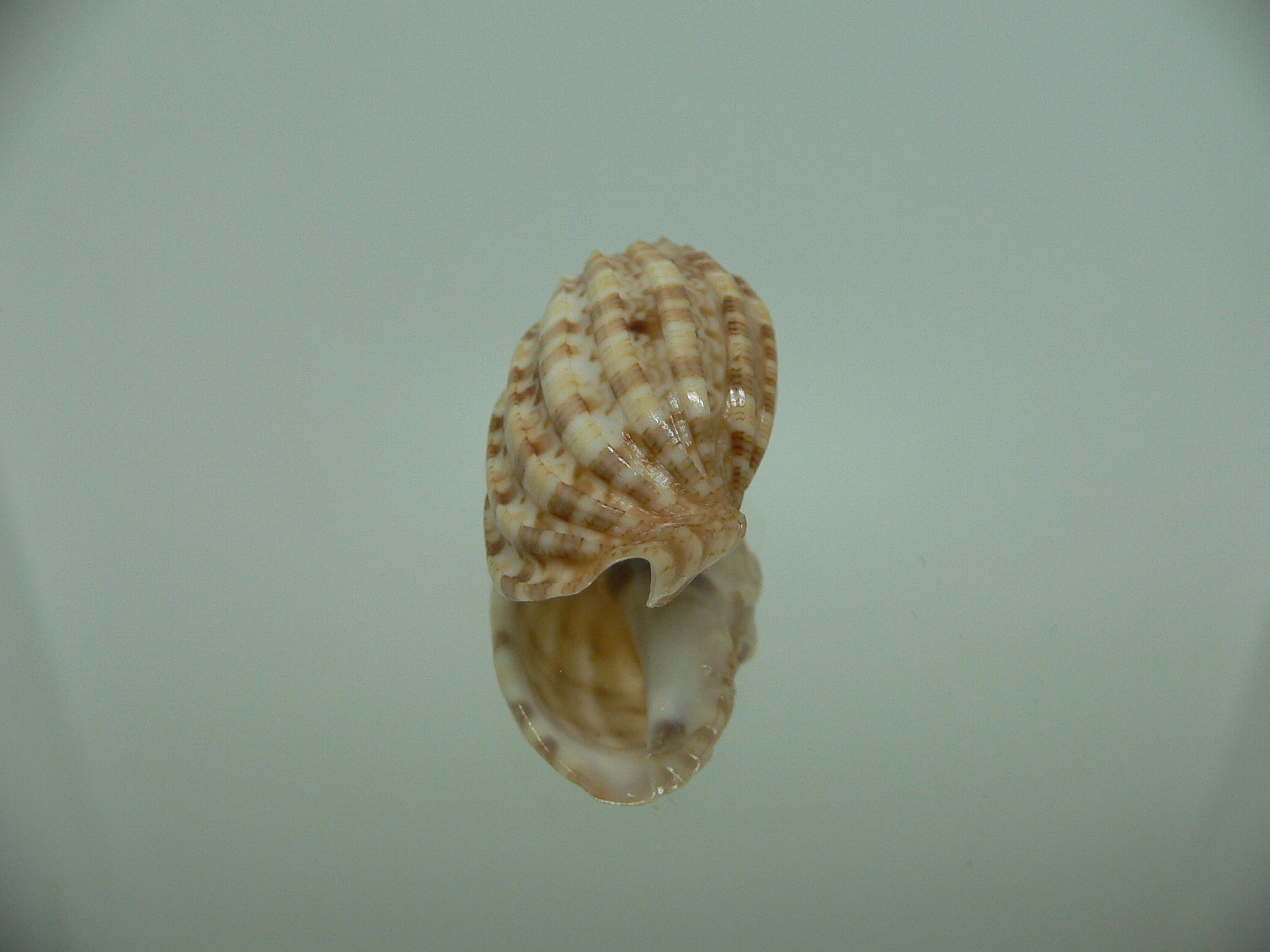 Harpa amouretta COLOR DWARF