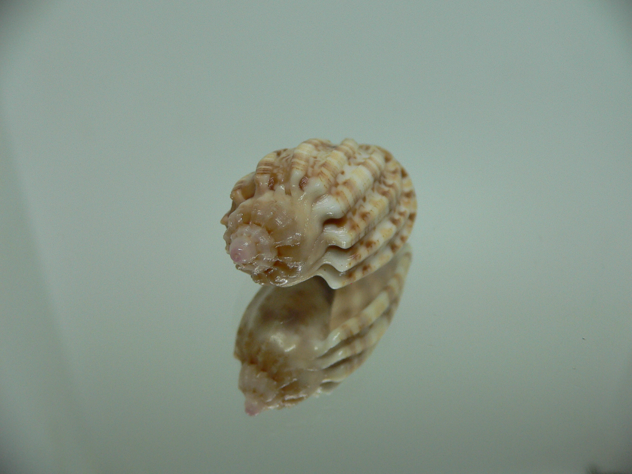Harpa amouretta COLOR DWARF