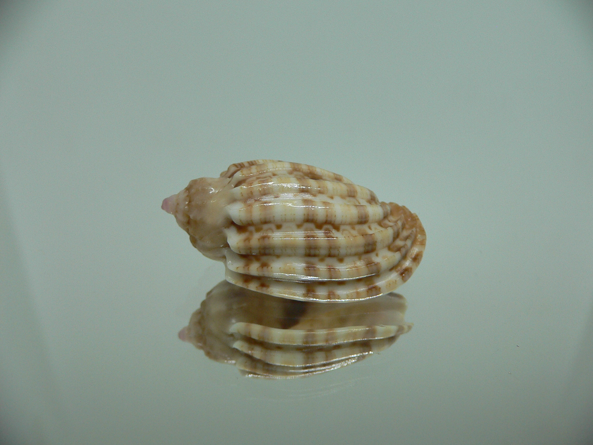 Harpa amouretta COLOR DWARF
