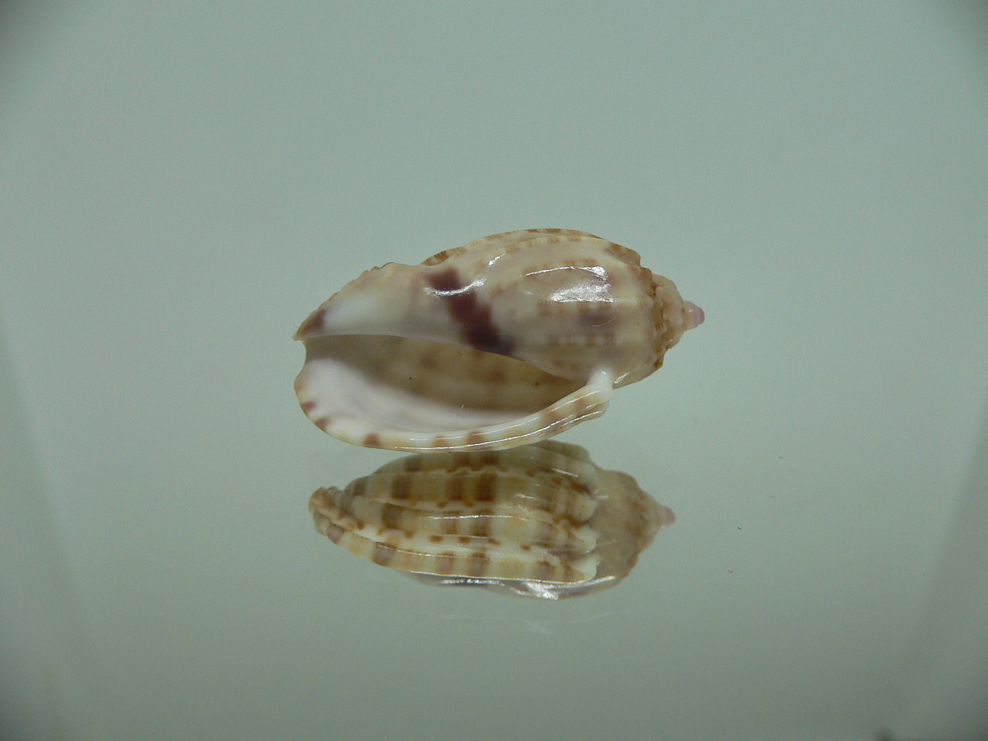 Harpa amouretta COLOR DWARF
