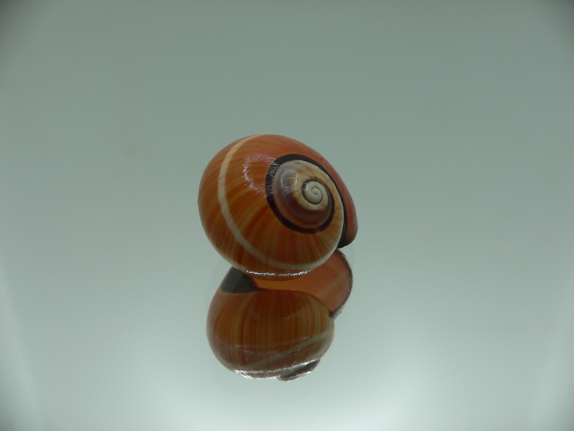 Polymita picta cf. picta ORANGE