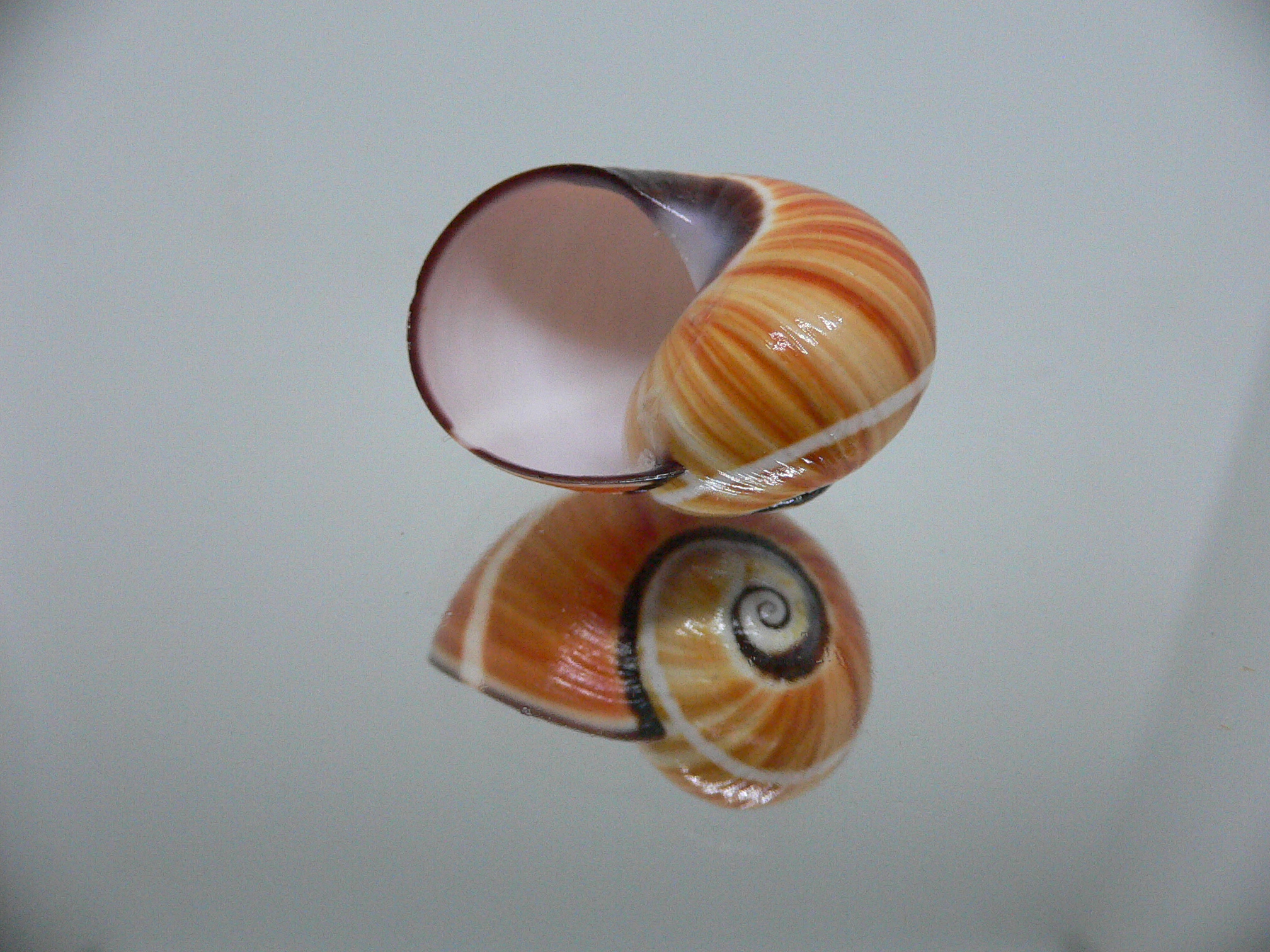 Polymita picta cf. picta ORANGE