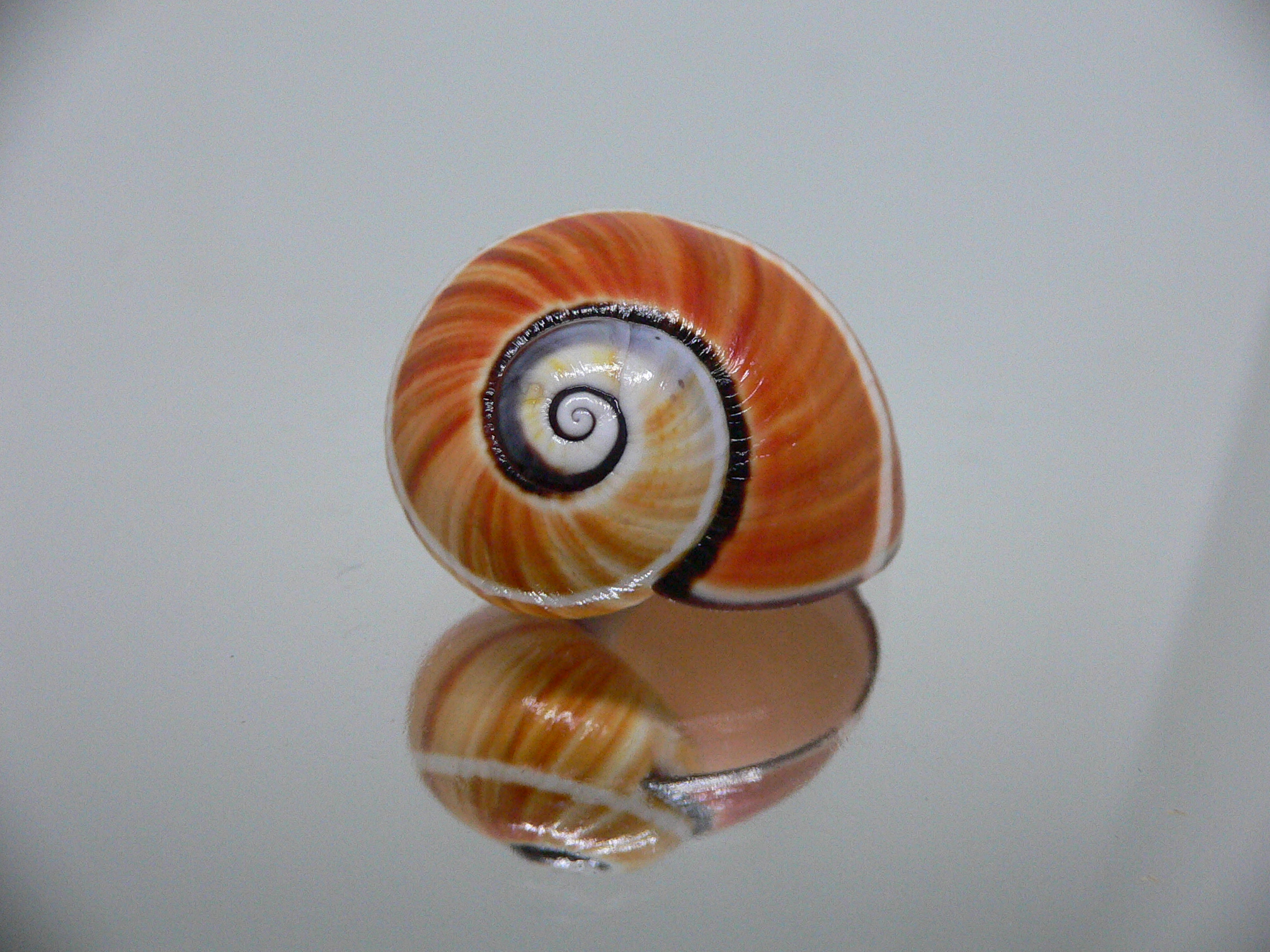 Polymita picta cf. picta ORANGE