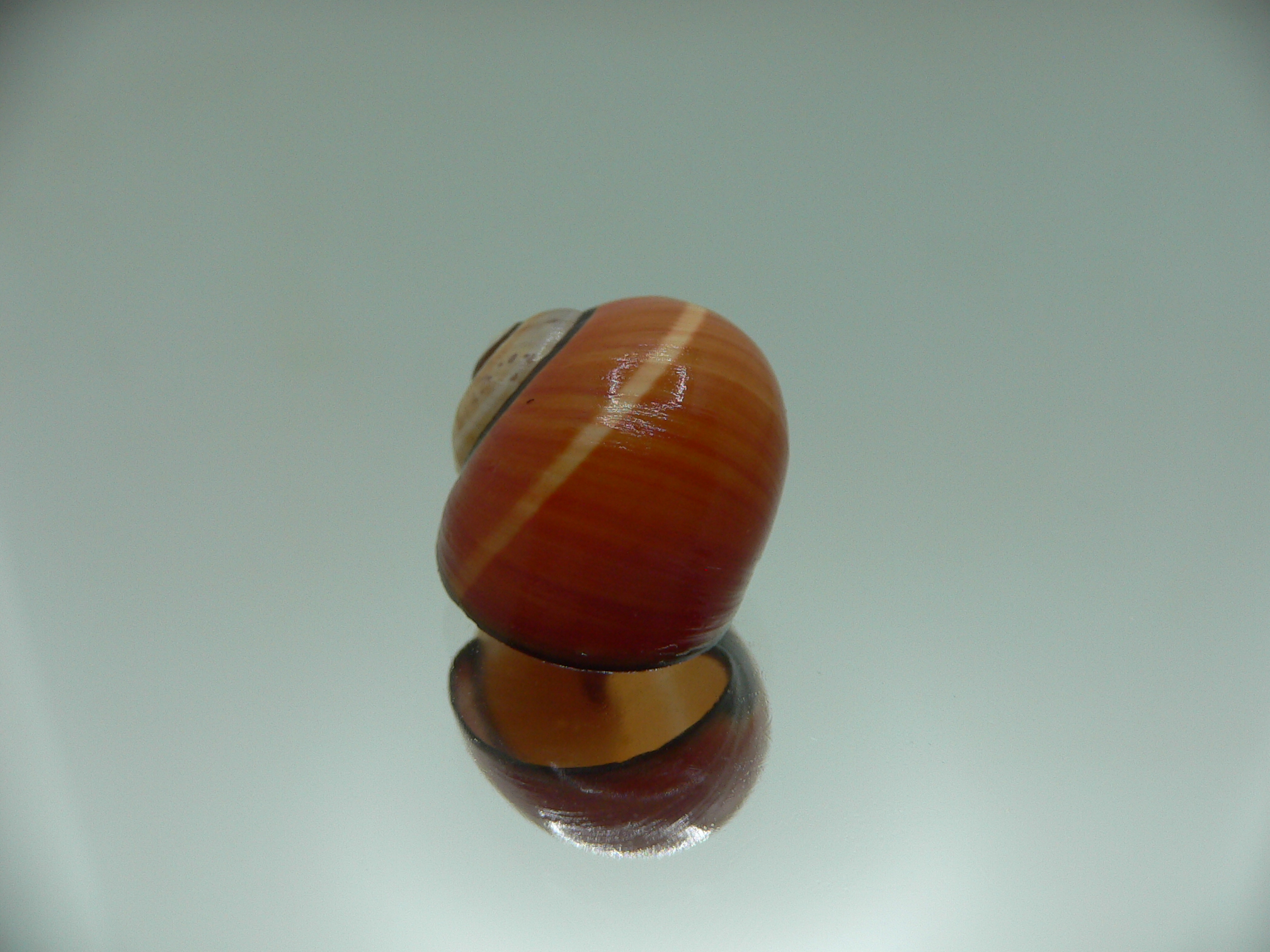 Polymita picta cf. picta ORANGE