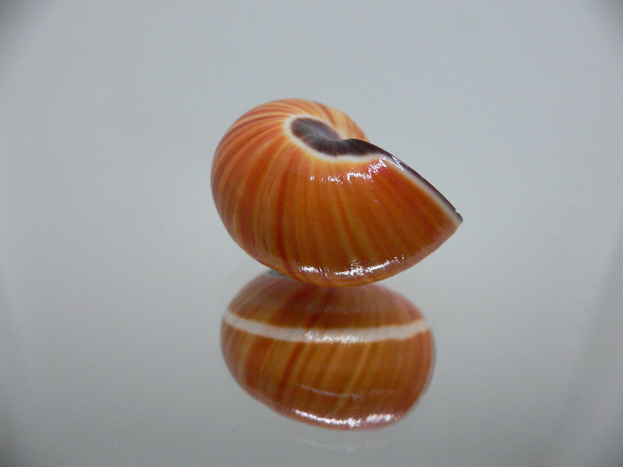 Polymita picta cf. picta ORANGE