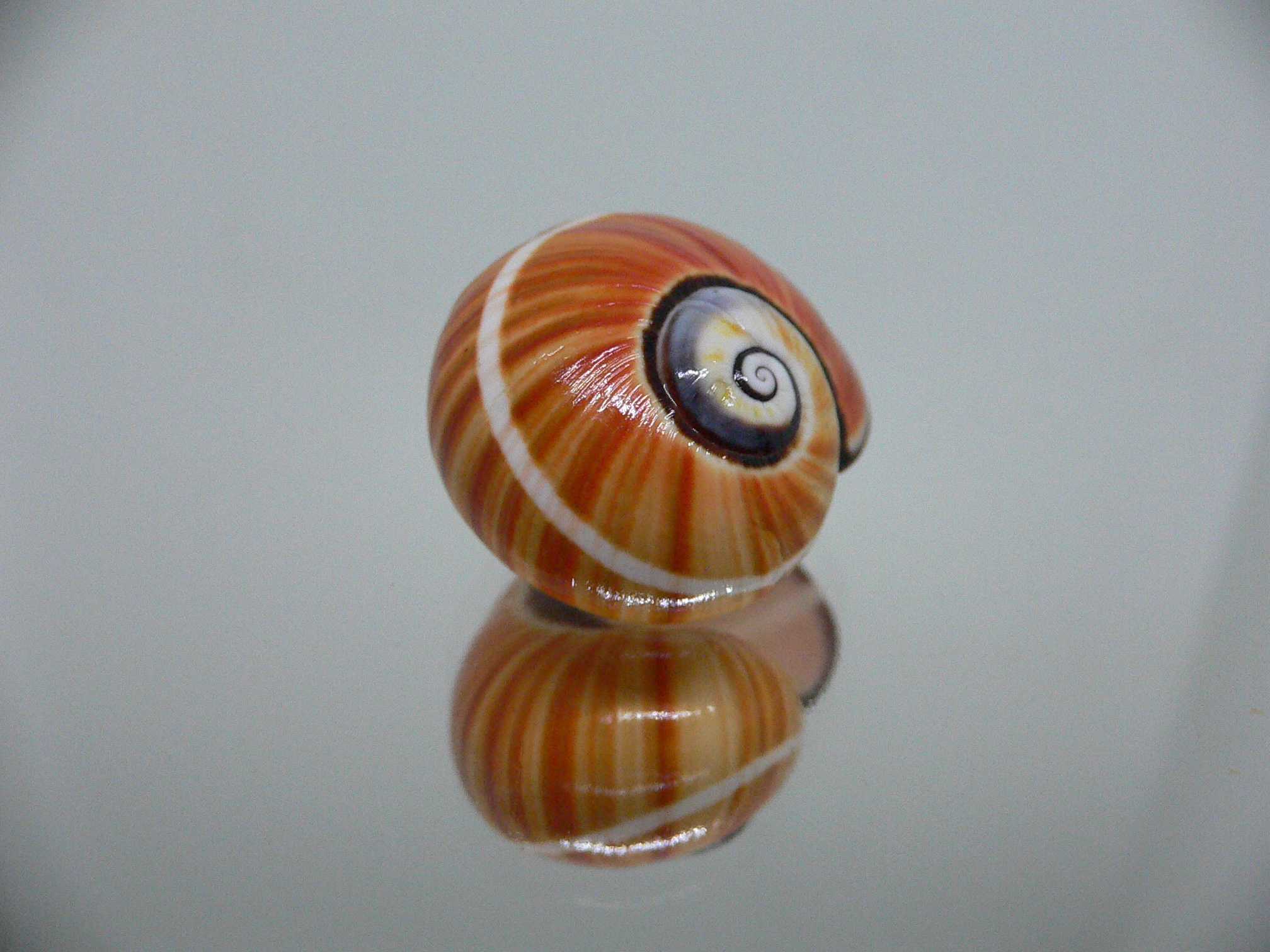 Polymita picta cf. picta ORANGE