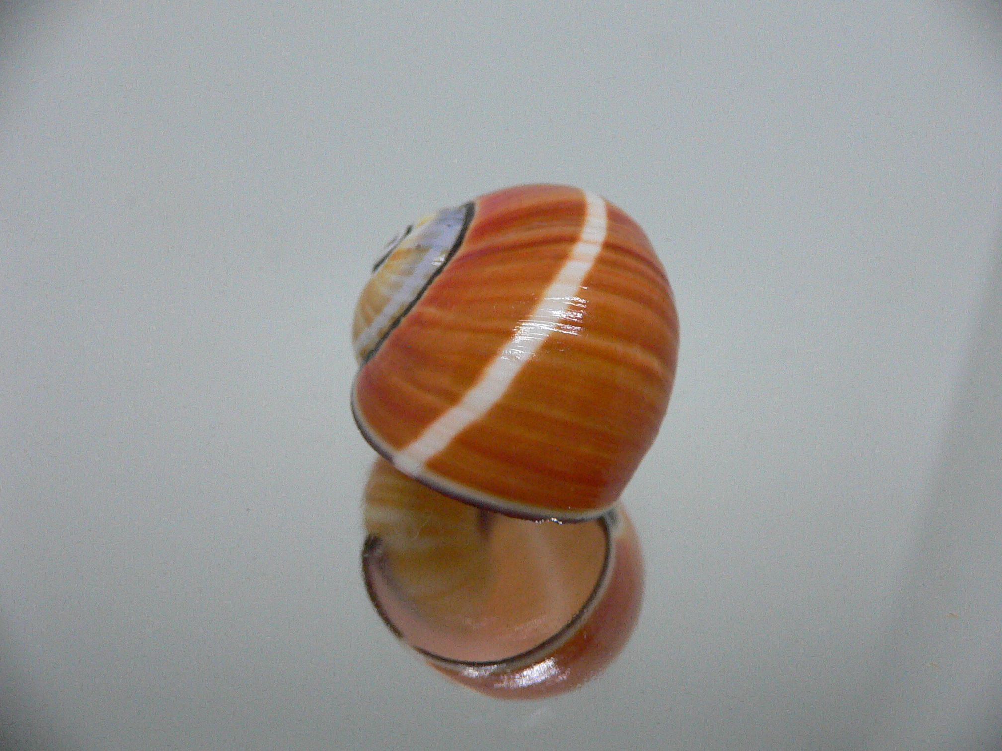 Polymita picta cf. picta ORANGE