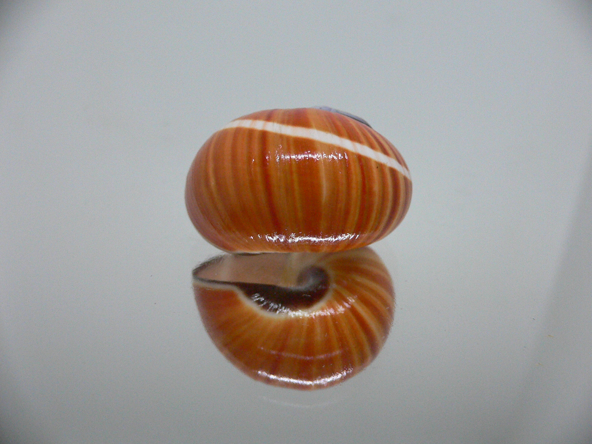 Polymita picta cf. picta ORANGE