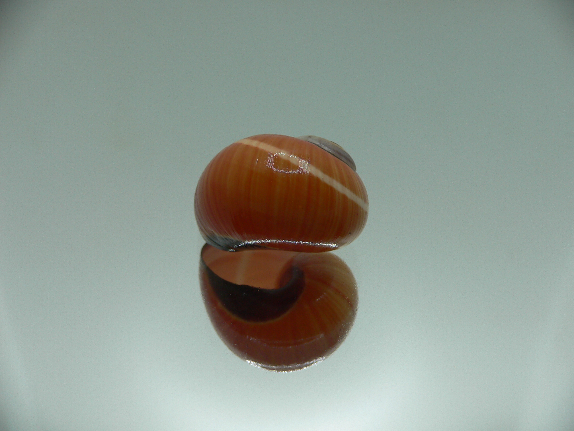 Polymita picta cf. picta ORANGE