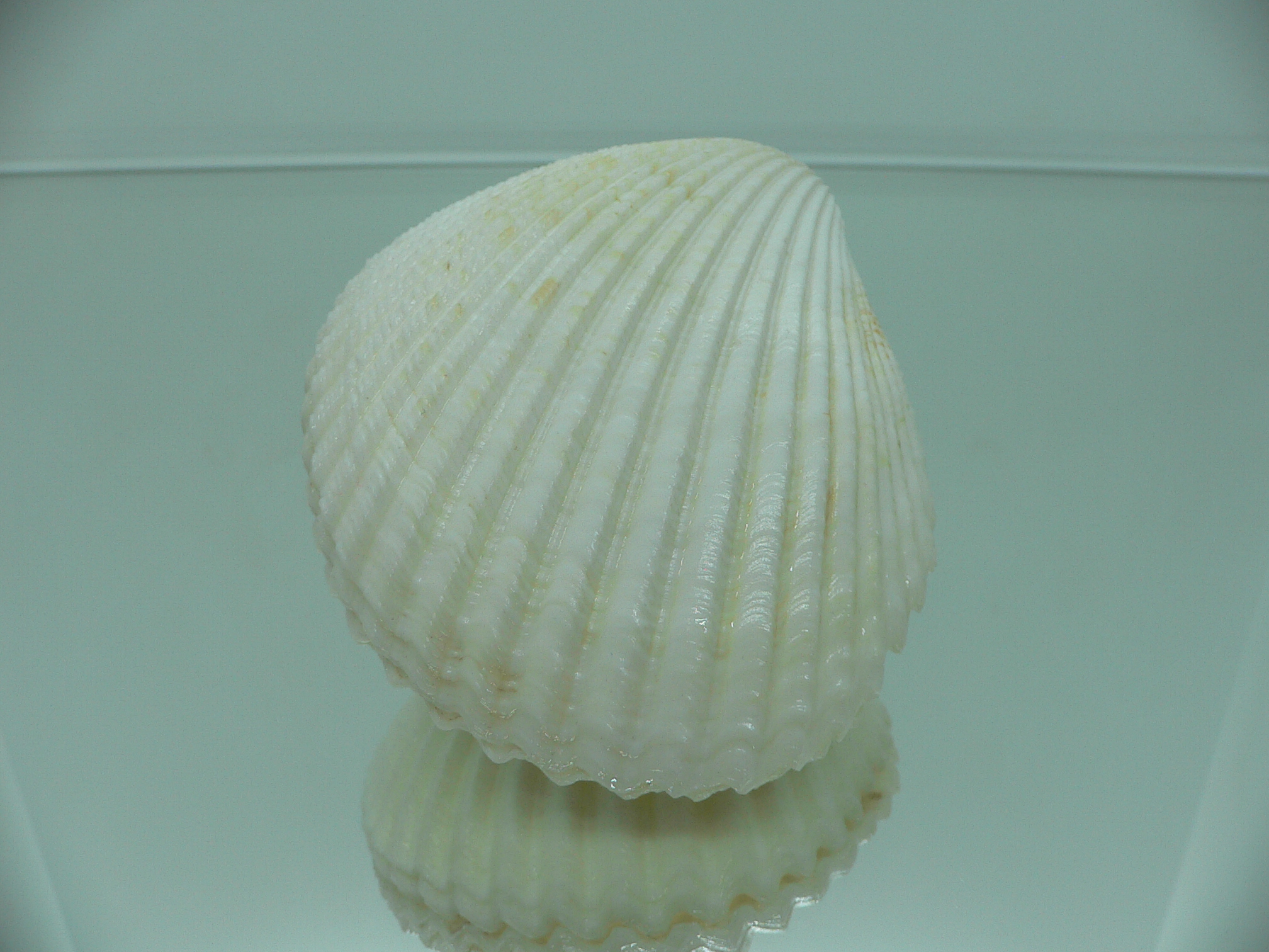 Vasticardium angulatum BIG