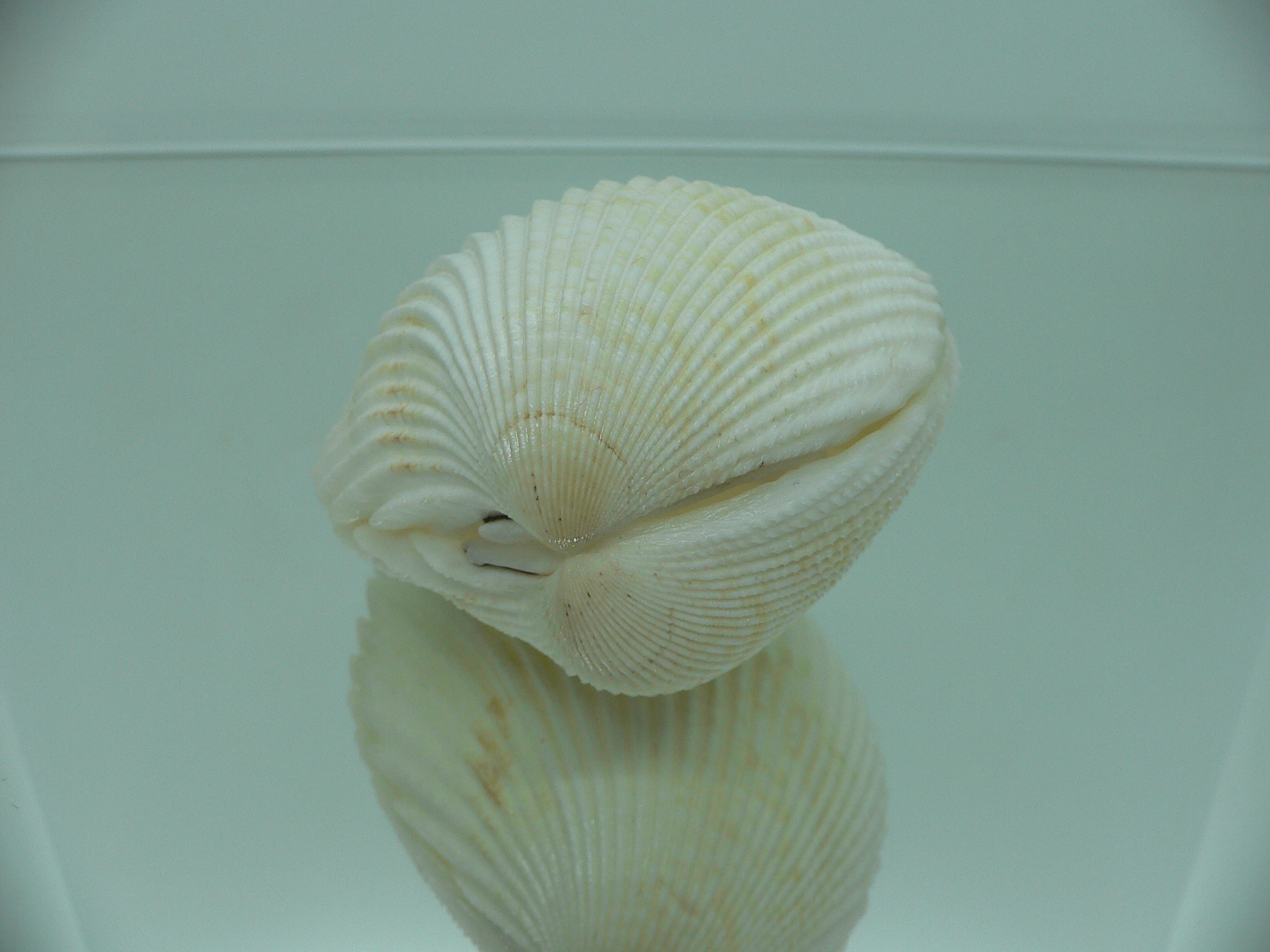 Vasticardium angulatum BIG