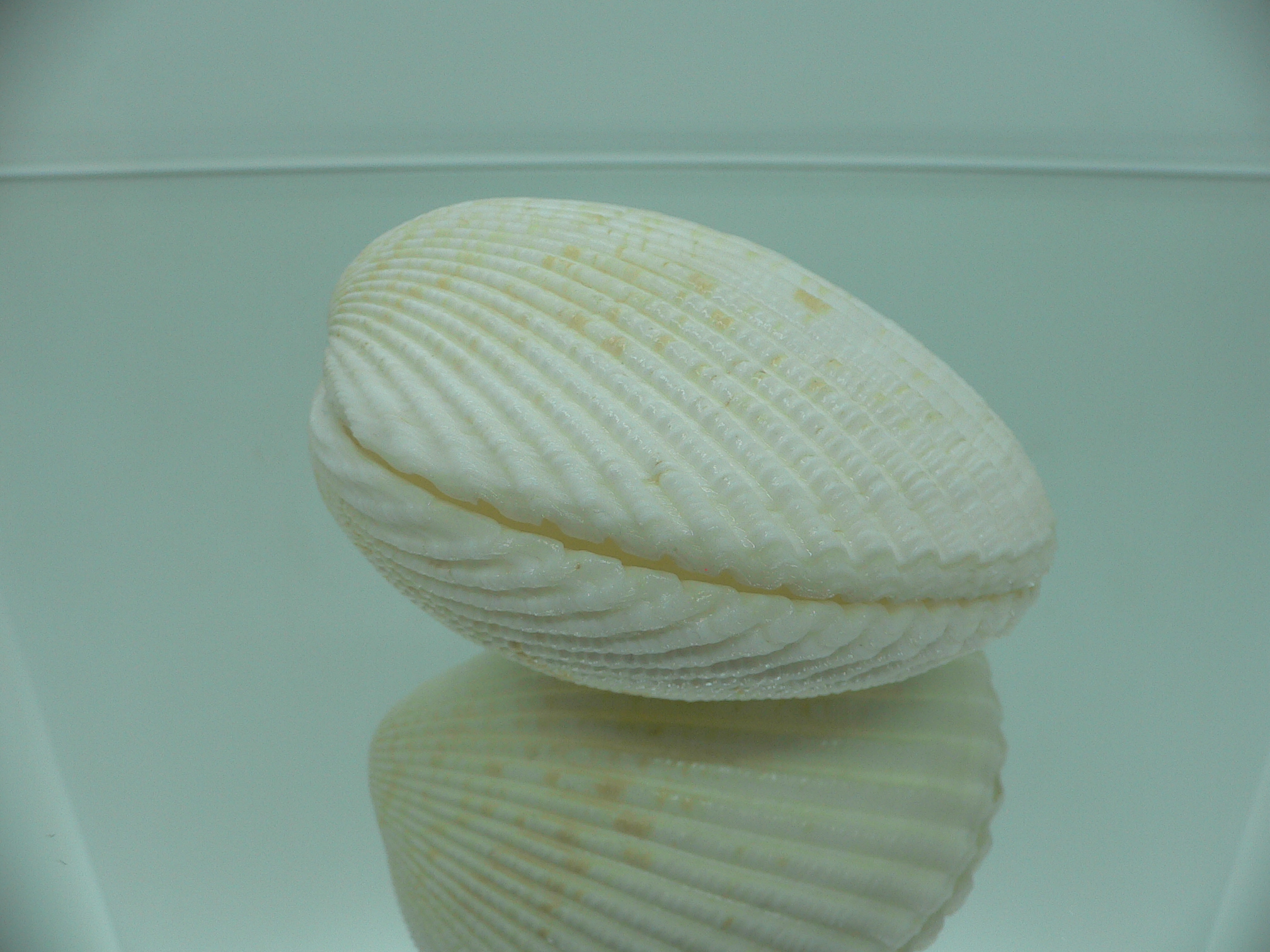 Vasticardium angulatum BIG