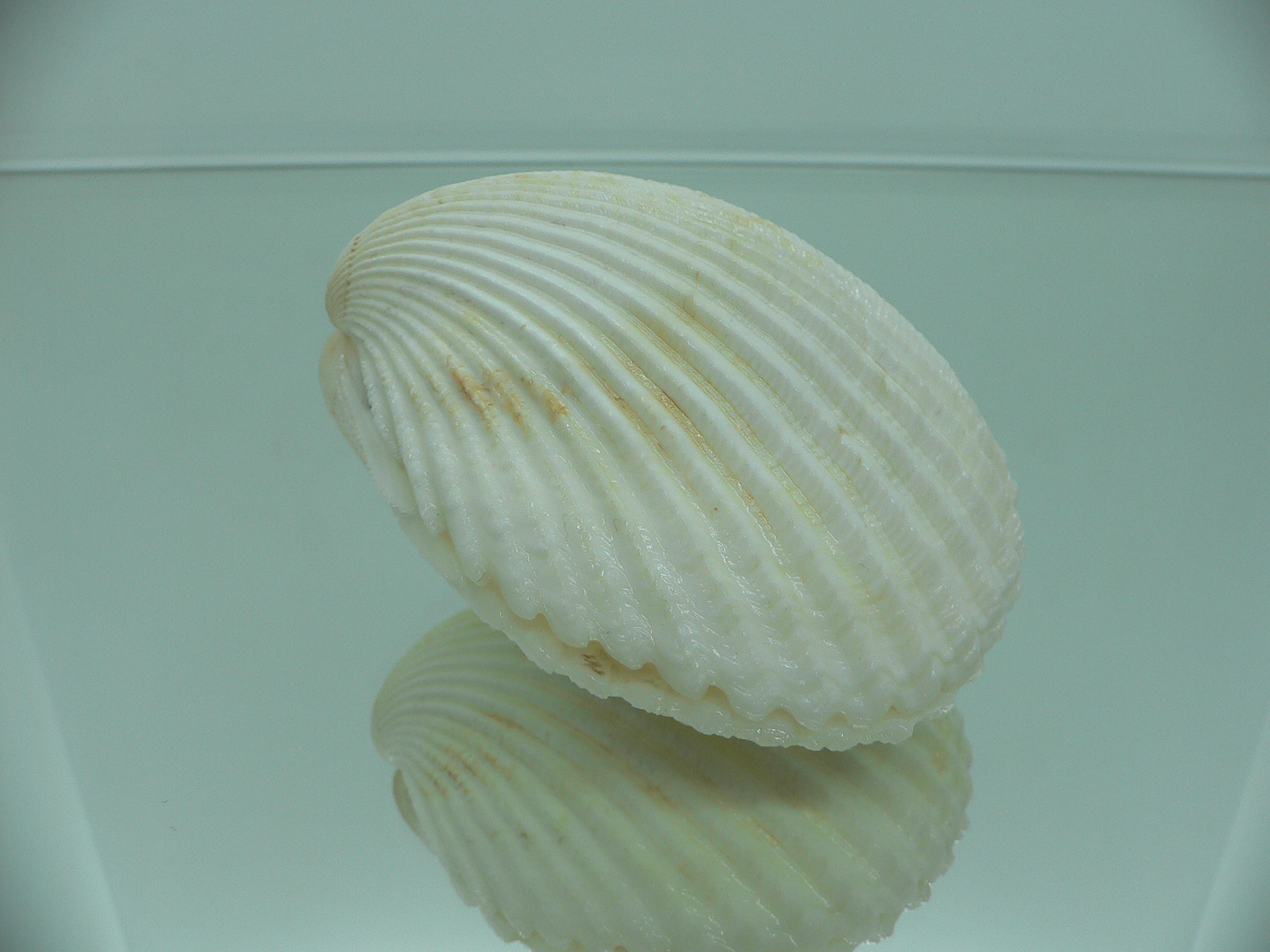 Vasticardium angulatum BIG