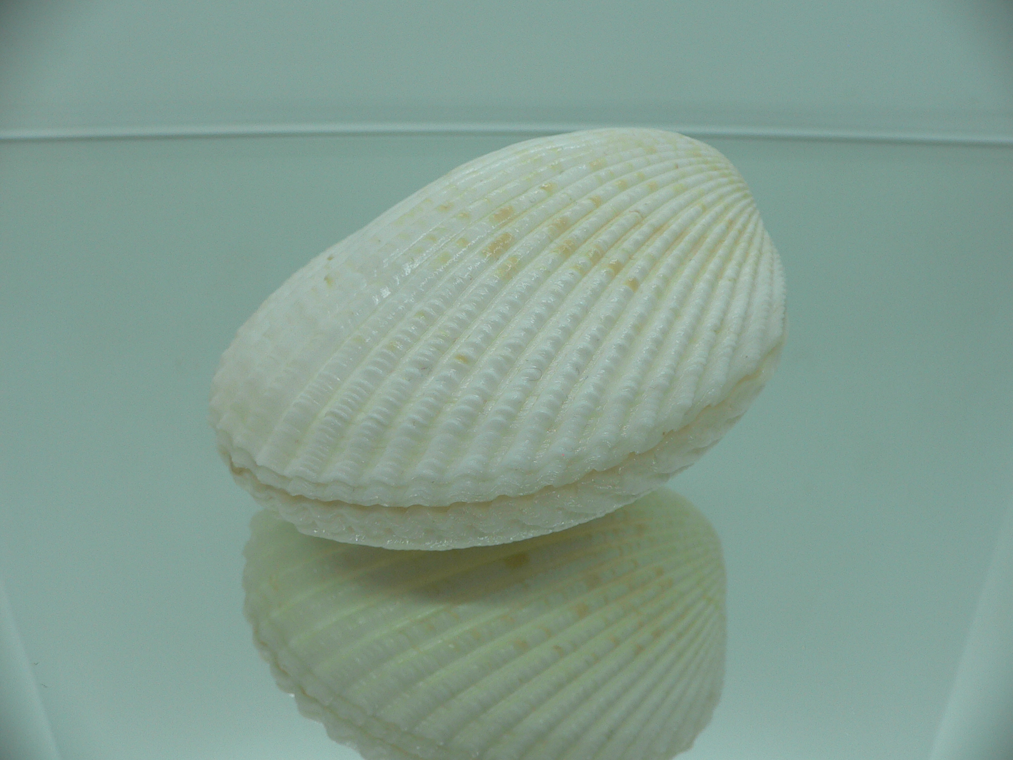 Vasticardium angulatum BIG