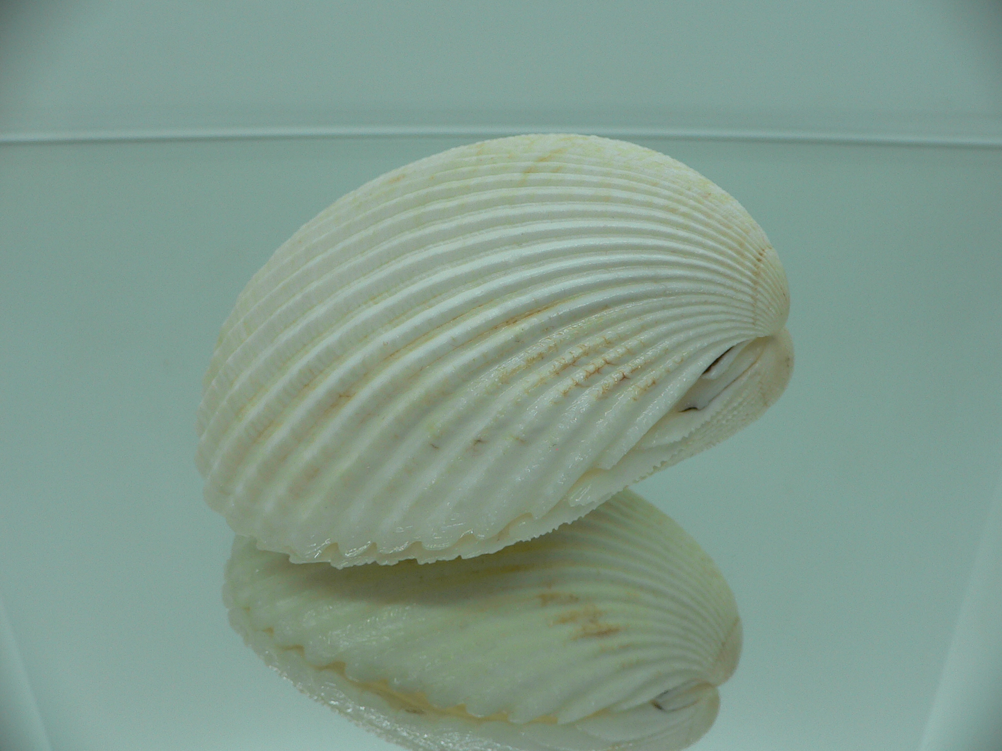 Vasticardium angulatum BIG