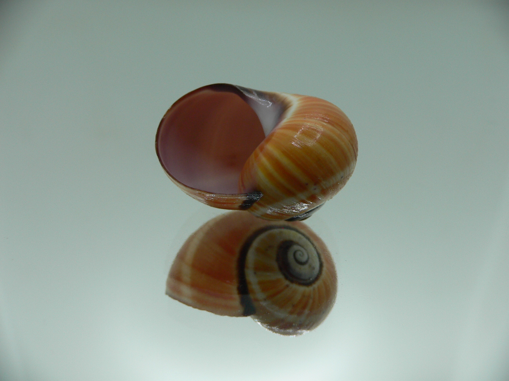 Polymita picta cf. picta SUPER STRIPES