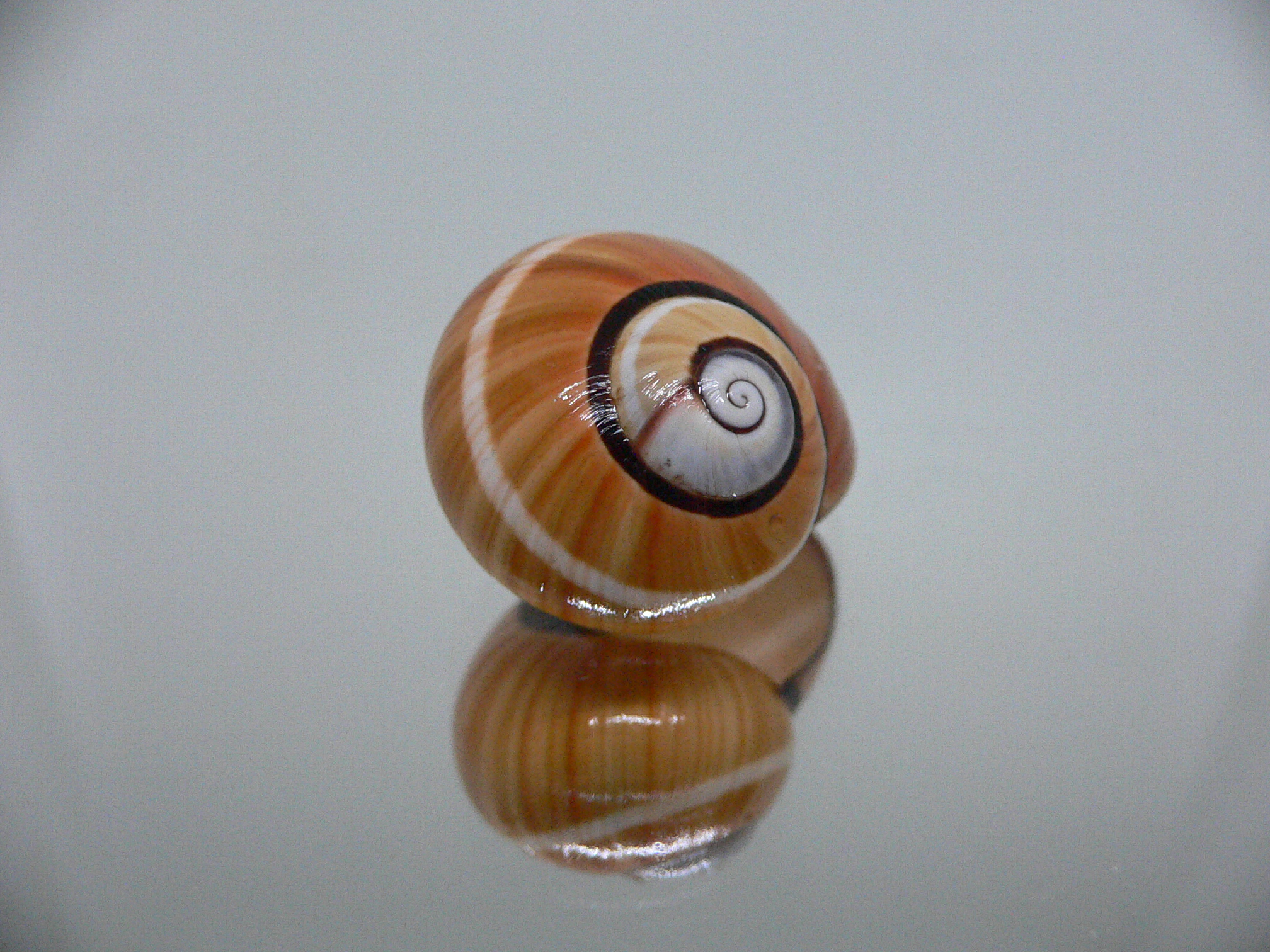 Polymita picta cf. picta SUPER