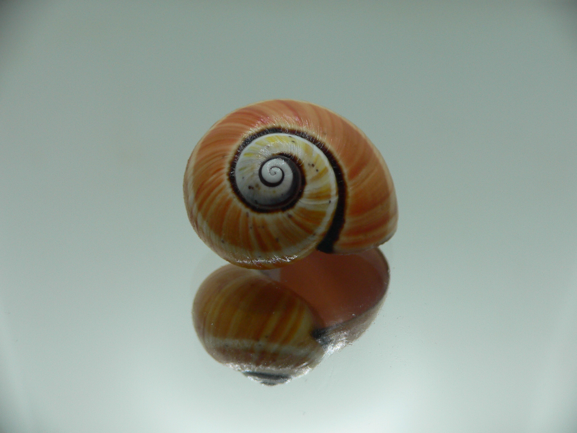 Polymita picta cf. picta SUPER STRIPES