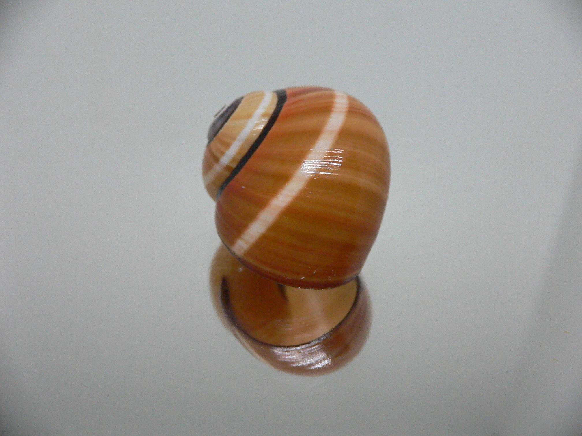 Polymita picta cf. picta SUPER