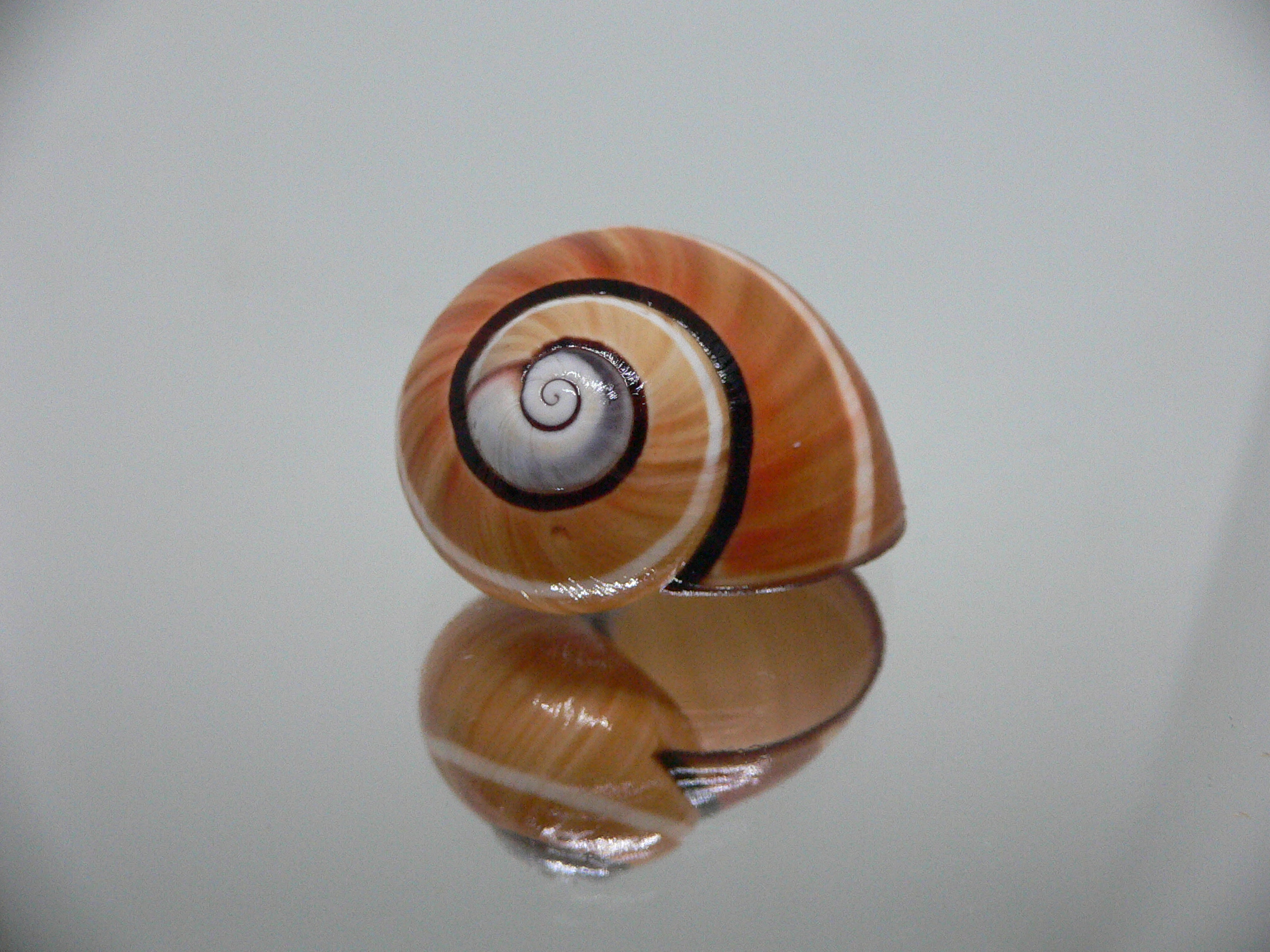 Polymita picta cf. picta SUPER