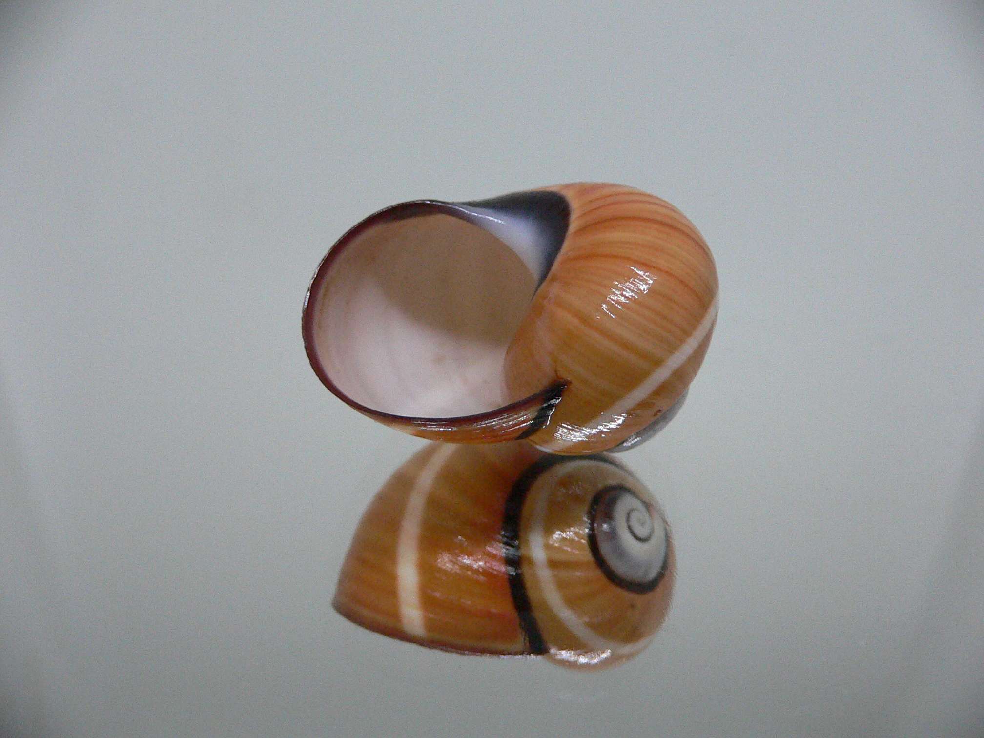 Polymita picta cf. picta SUPER